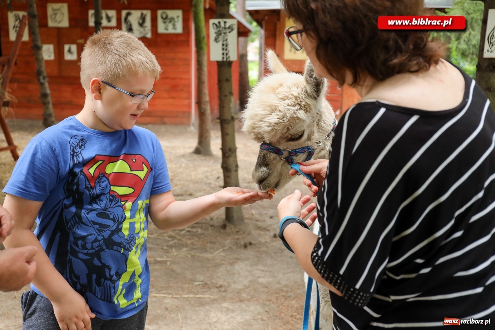 Zdjęcie w galerii na portalu naszraciborz.pl: Przytul się do alpaki! Uczestnicy Lata z biblioteką na wycieczce w Woźniakówce  wiadomości z regionu