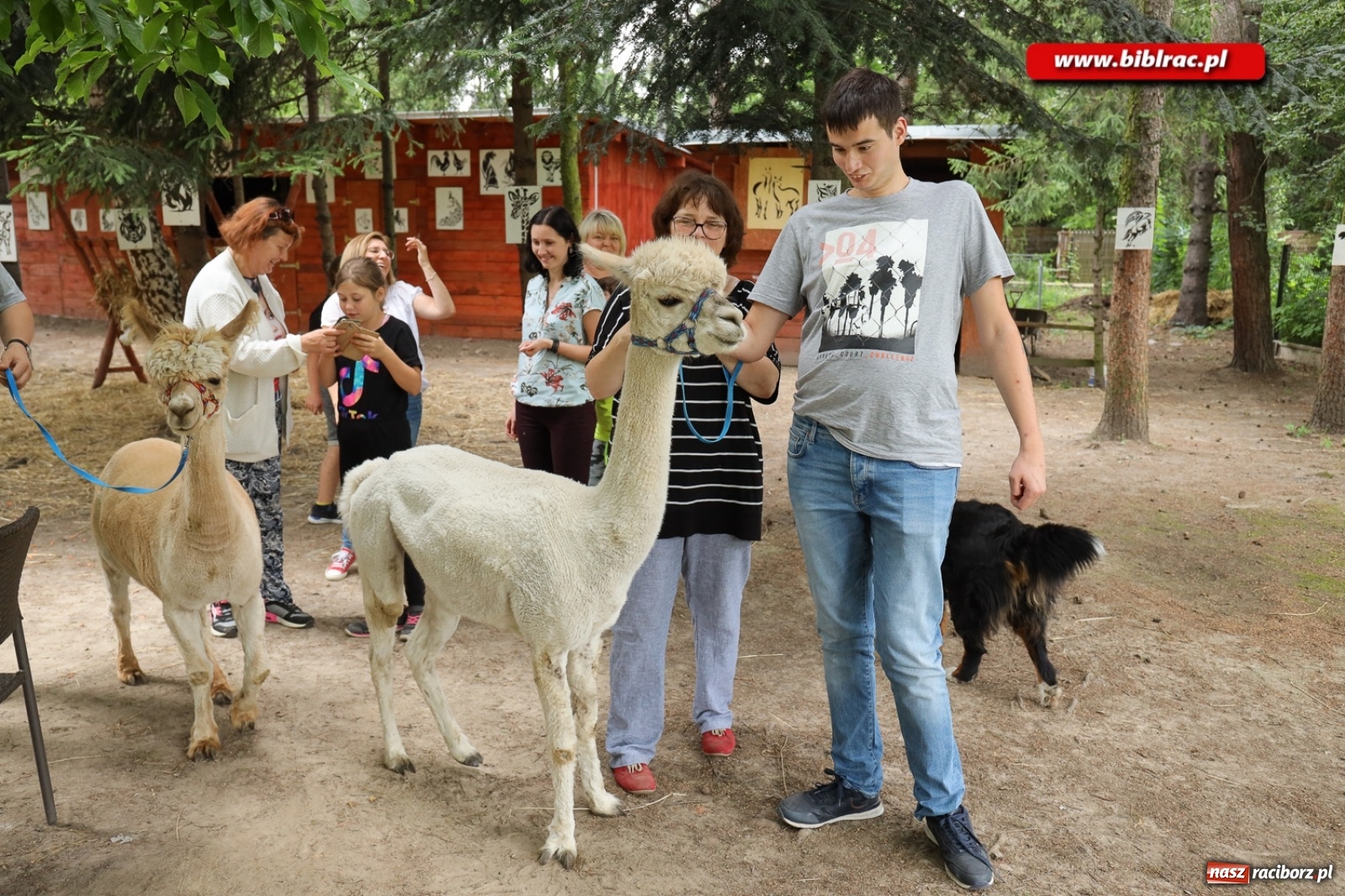 Zdjęcie w galerii na portalu naszraciborz.pl: Przytul się do alpaki! Uczestnicy Lata z biblioteką na wycieczce w Woźniakówce  wiadomości z regionu