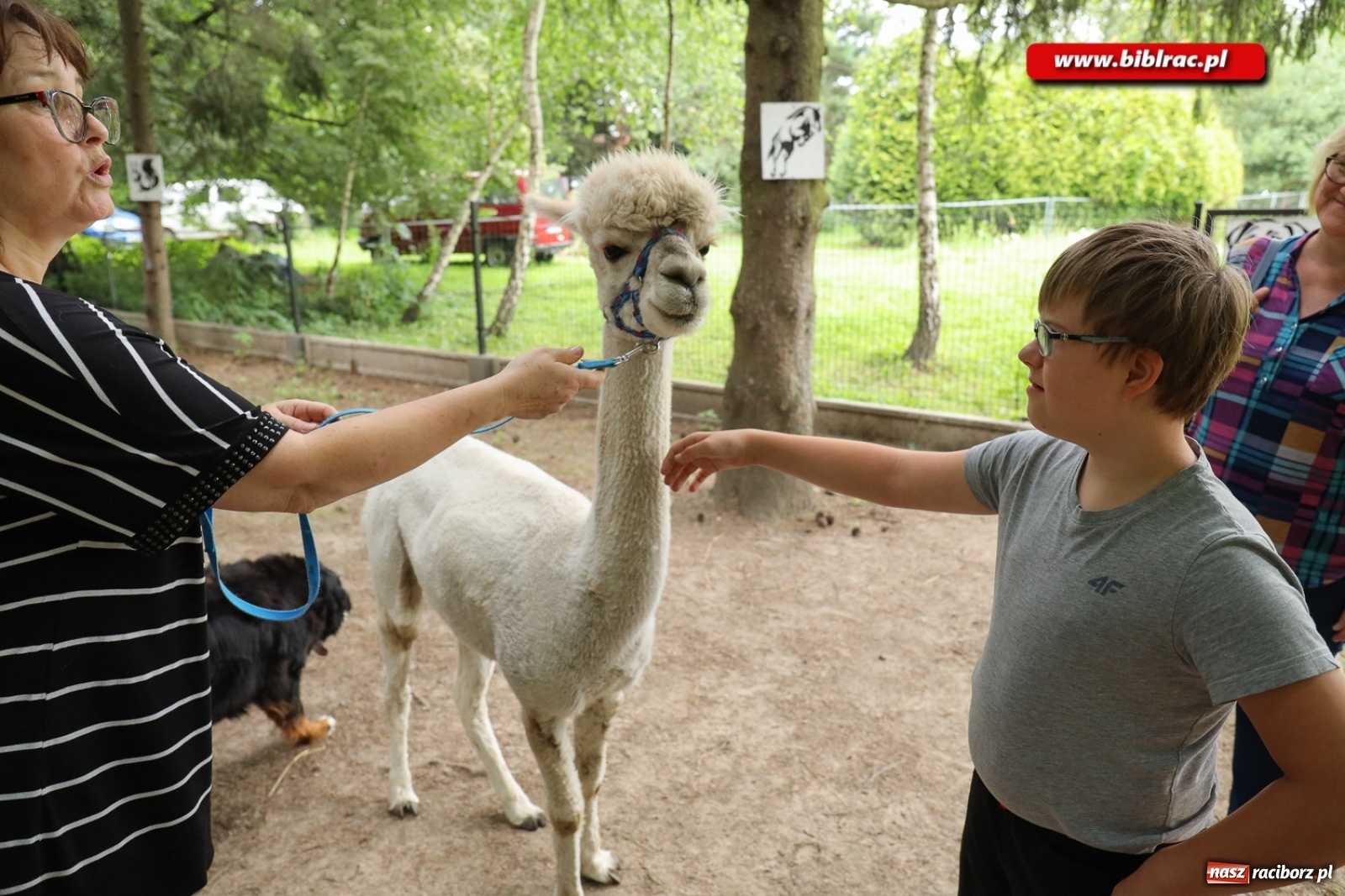 Zdjęcie w galerii na portalu naszraciborz.pl: Przytul się do alpaki! Uczestnicy Lata z biblioteką na wycieczce w Woźniakówce  wiadomości z regionu