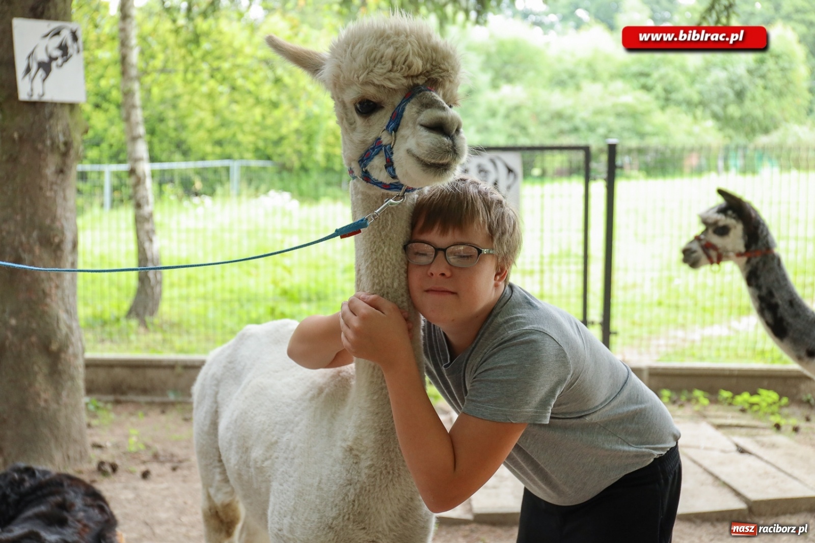 Zdjęcie w galerii na portalu naszraciborz.pl: Przytul się do alpaki! Uczestnicy Lata z biblioteką na wycieczce w Woźniakówce  wiadomości z regionu