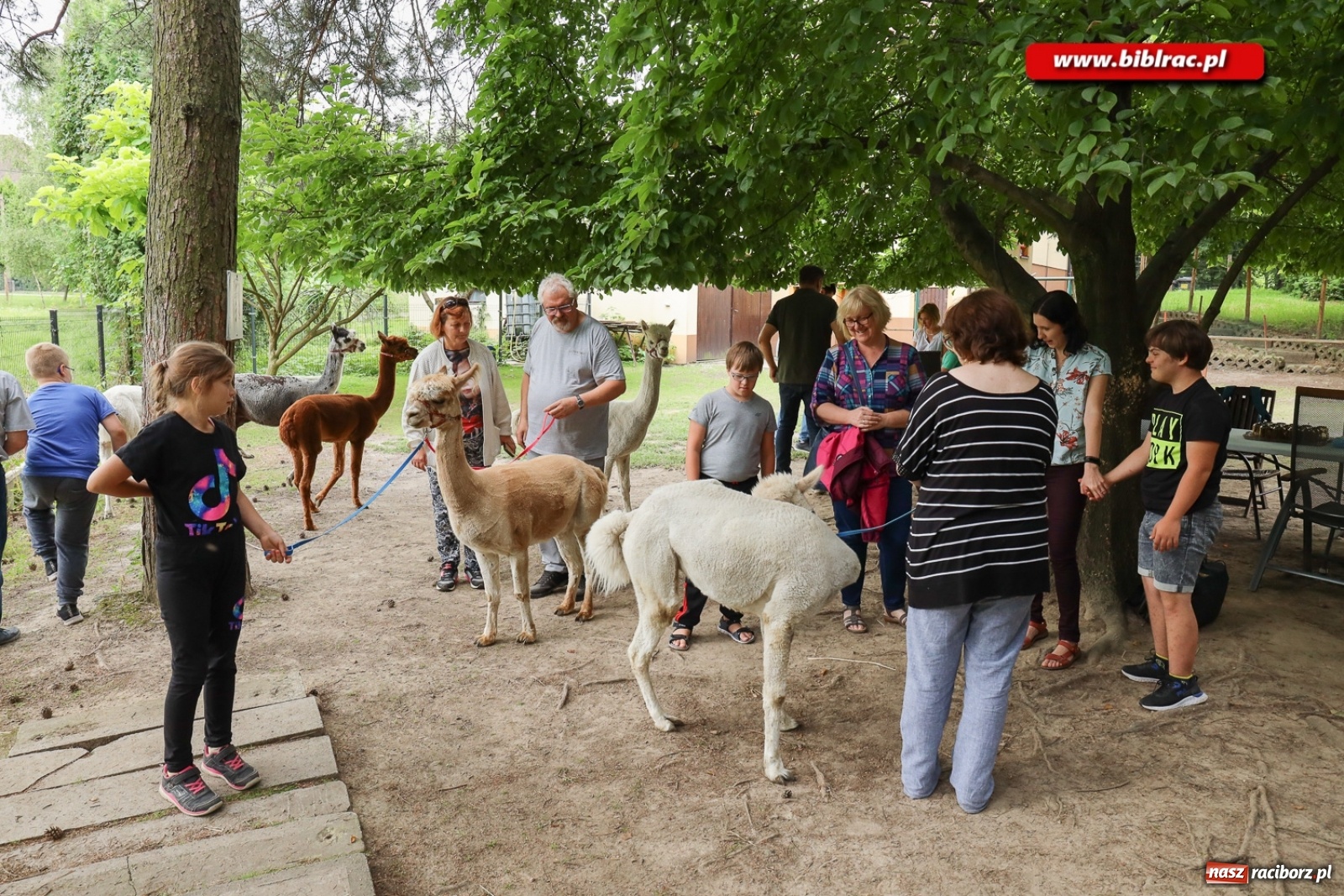 Zdjęcie w galerii na portalu naszraciborz.pl: Przytul się do alpaki! Uczestnicy Lata z biblioteką na wycieczce w Woźniakówce  wiadomości z regionu