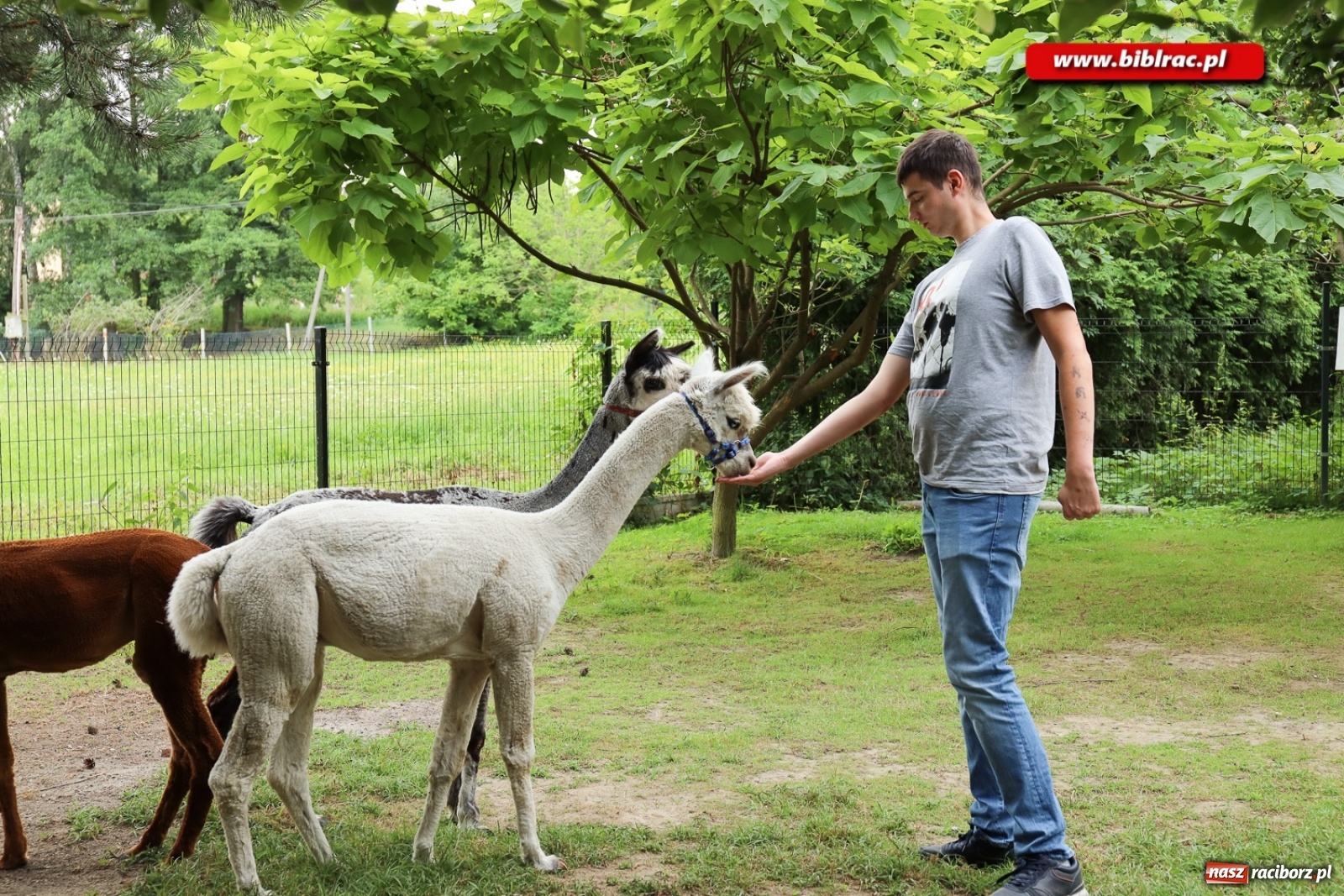 Zdjęcie w galerii na portalu naszraciborz.pl: Przytul się do alpaki! Uczestnicy Lata z biblioteką na wycieczce w Woźniakówce  wiadomości z regionu