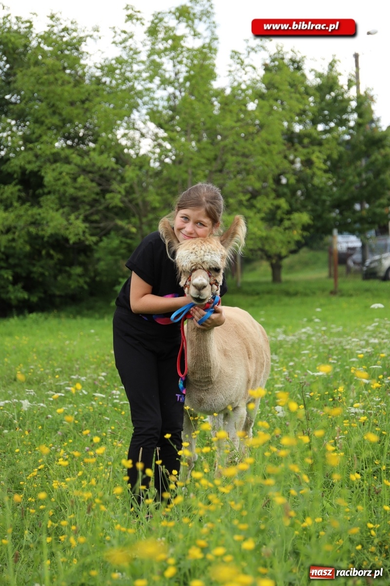 Zdjęcie w galerii na portalu naszraciborz.pl: Przytul się do alpaki! Uczestnicy Lata z biblioteką na wycieczce w Woźniakówce  wiadomości z regionu