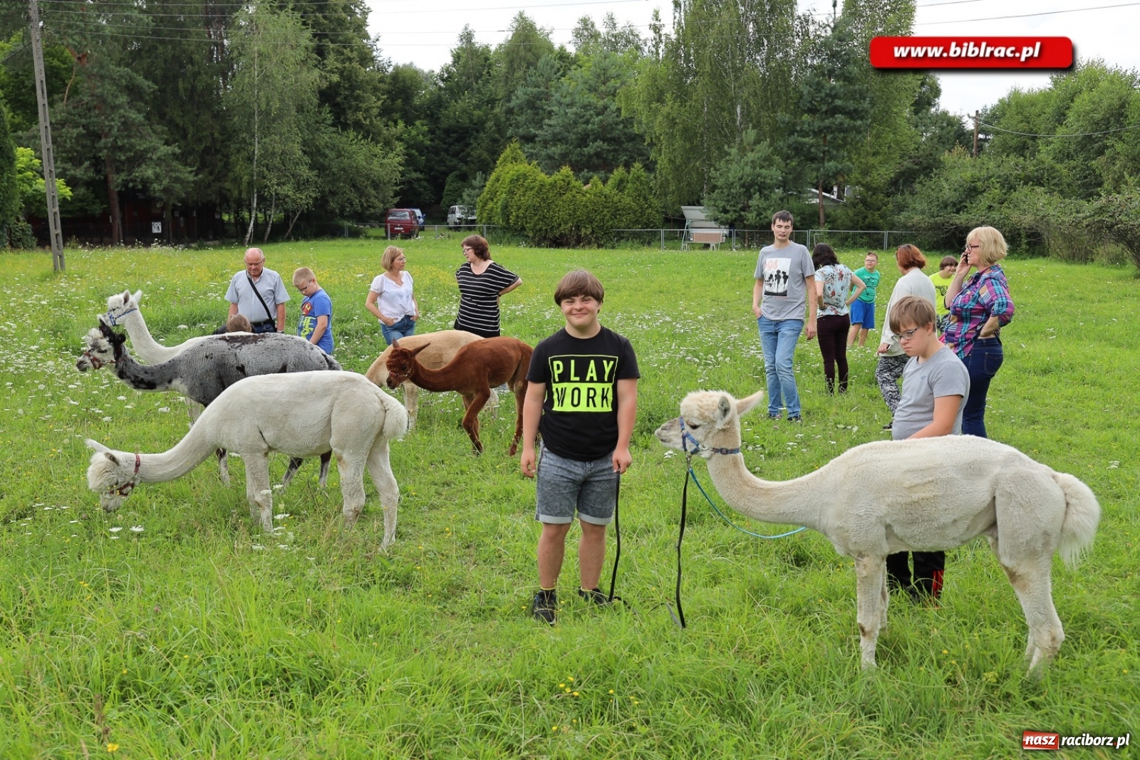 Zdjęcie w galerii na portalu naszraciborz.pl: Przytul się do alpaki! Uczestnicy Lata z biblioteką na wycieczce w Woźniakówce  wiadomości z regionu