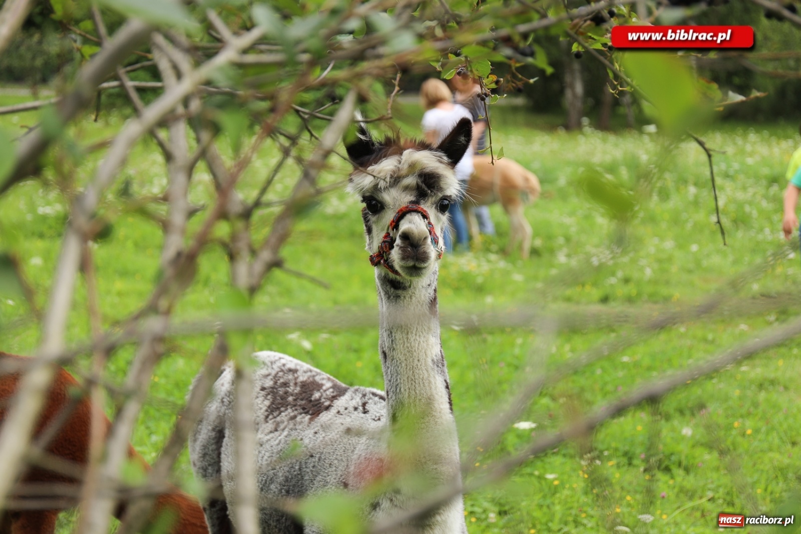 Zdjęcie w galerii na portalu naszraciborz.pl: Przytul się do alpaki! Uczestnicy Lata z biblioteką na wycieczce w Woźniakówce  wiadomości z regionu