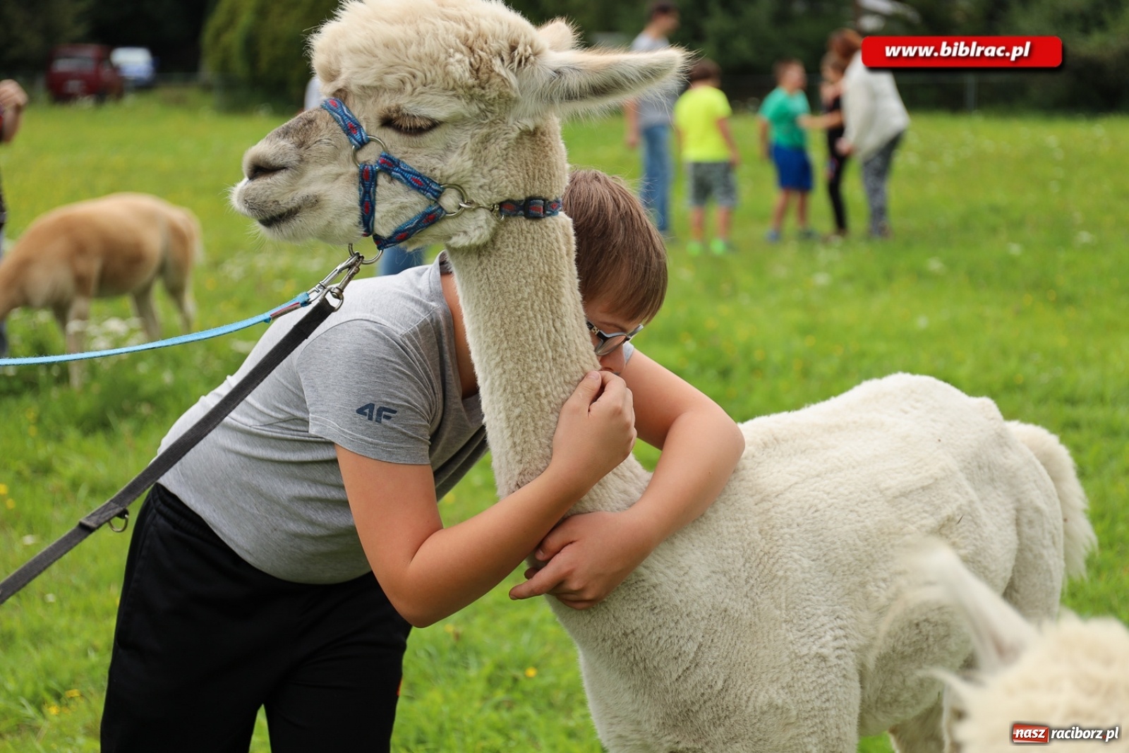 Zdjęcie w galerii na portalu naszraciborz.pl: Przytul się do alpaki! Uczestnicy Lata z biblioteką na wycieczce w Woźniakówce  wiadomości z regionu