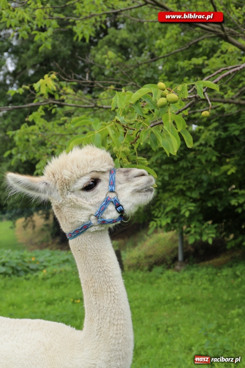Zdjęcie w galerii na portalu naszraciborz.pl: Przytul się do alpaki! Uczestnicy Lata z biblioteką na wycieczce w Woźniakówce  wiadomości z regionu