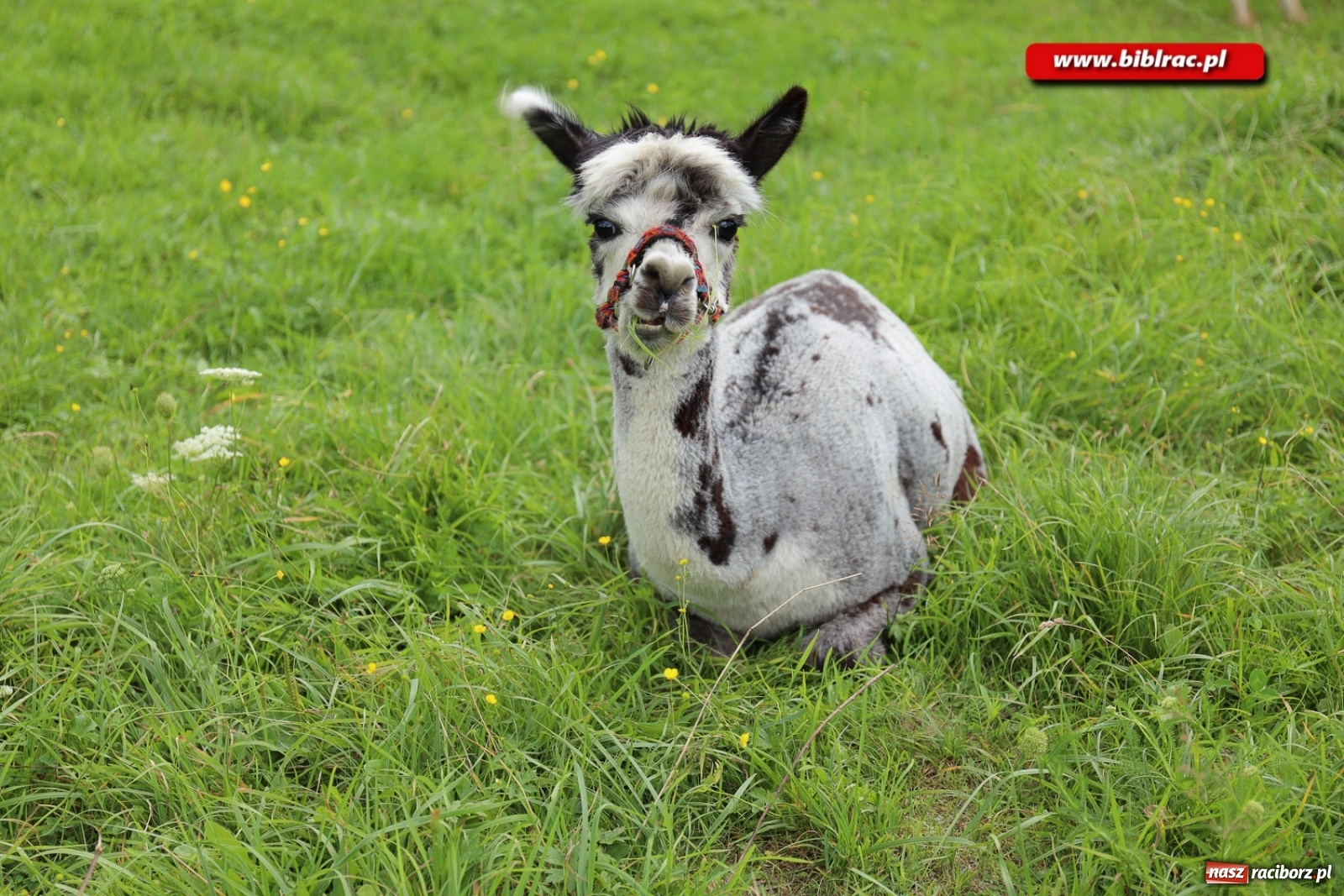 Zdjęcie w galerii na portalu naszraciborz.pl: Przytul się do alpaki! Uczestnicy Lata z biblioteką na wycieczce w Woźniakówce  wiadomości z regionu