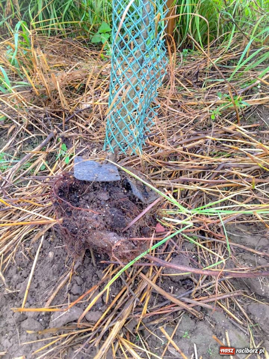 Zdjęcie w galerii na portalu naszraciborz.pl: Dewastacja pomiędzy Krowiarkami a Makowem. Starosta zgłosi sprawę policji  wiadomości z regionu