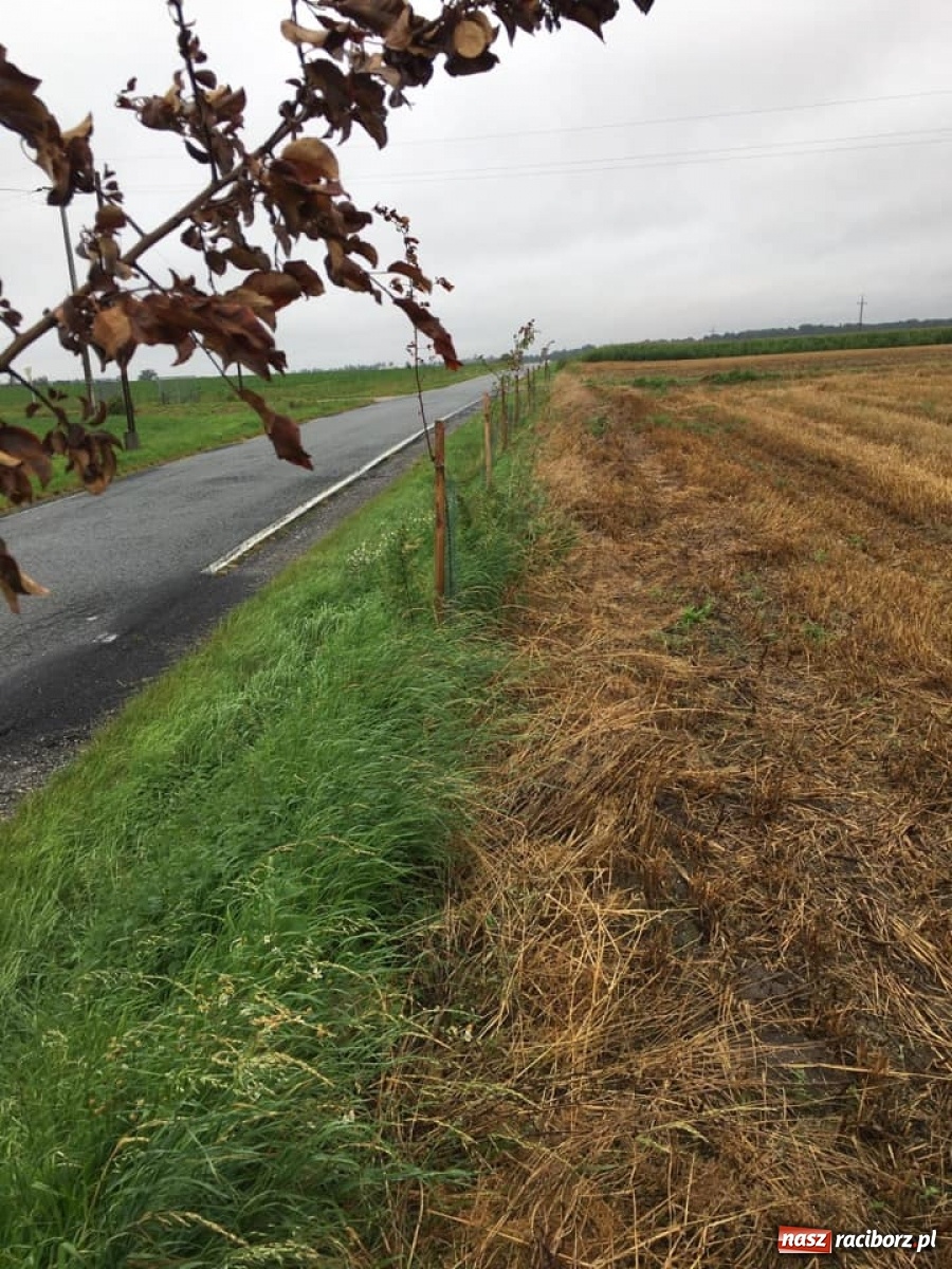 Zdjęcie w galerii na portalu naszraciborz.pl: Dewastacja pomiędzy Krowiarkami a Makowem. Starosta zgłosi sprawę policji  wiadomości z regionu