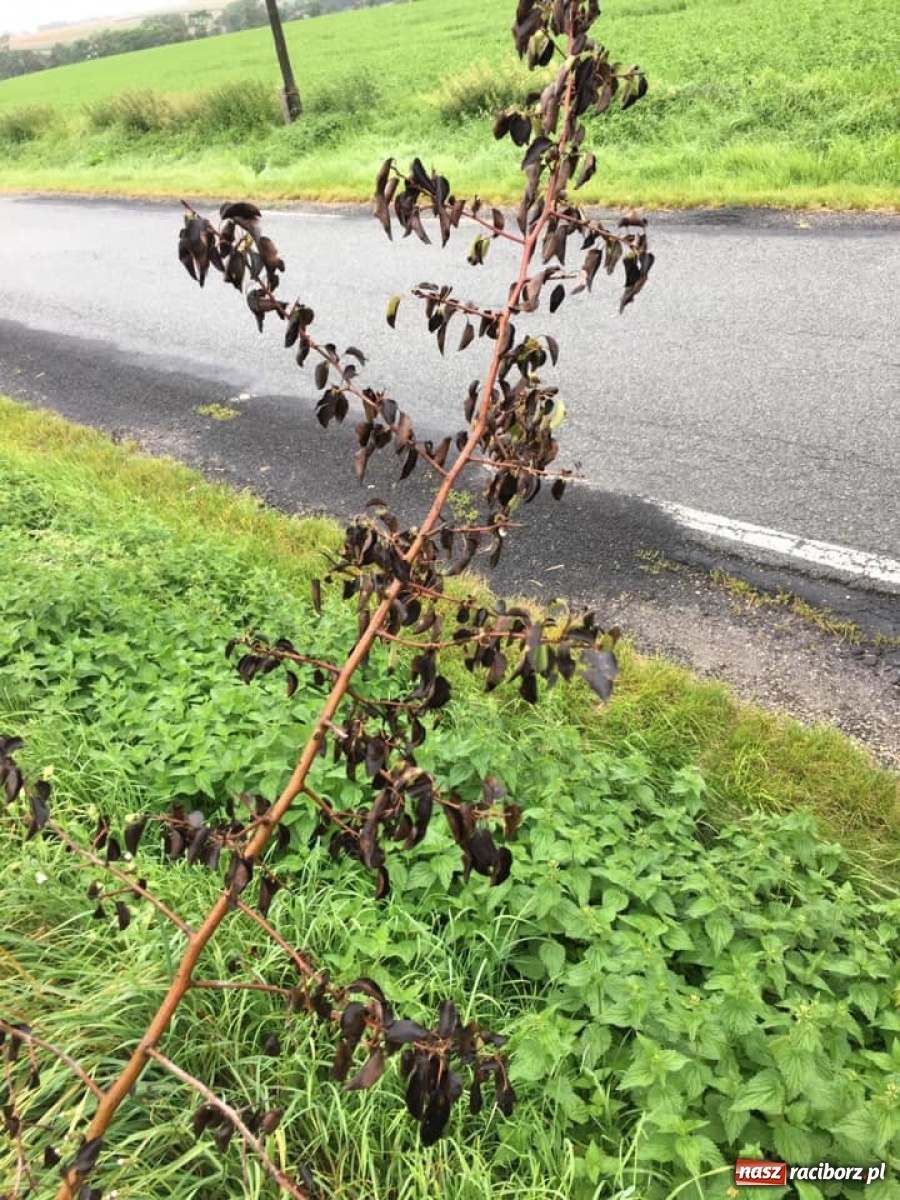 Zdjęcie w galerii na portalu naszraciborz.pl: Dewastacja pomiędzy Krowiarkami a Makowem. Starosta zgłosi sprawę policji  wiadomości z regionu
