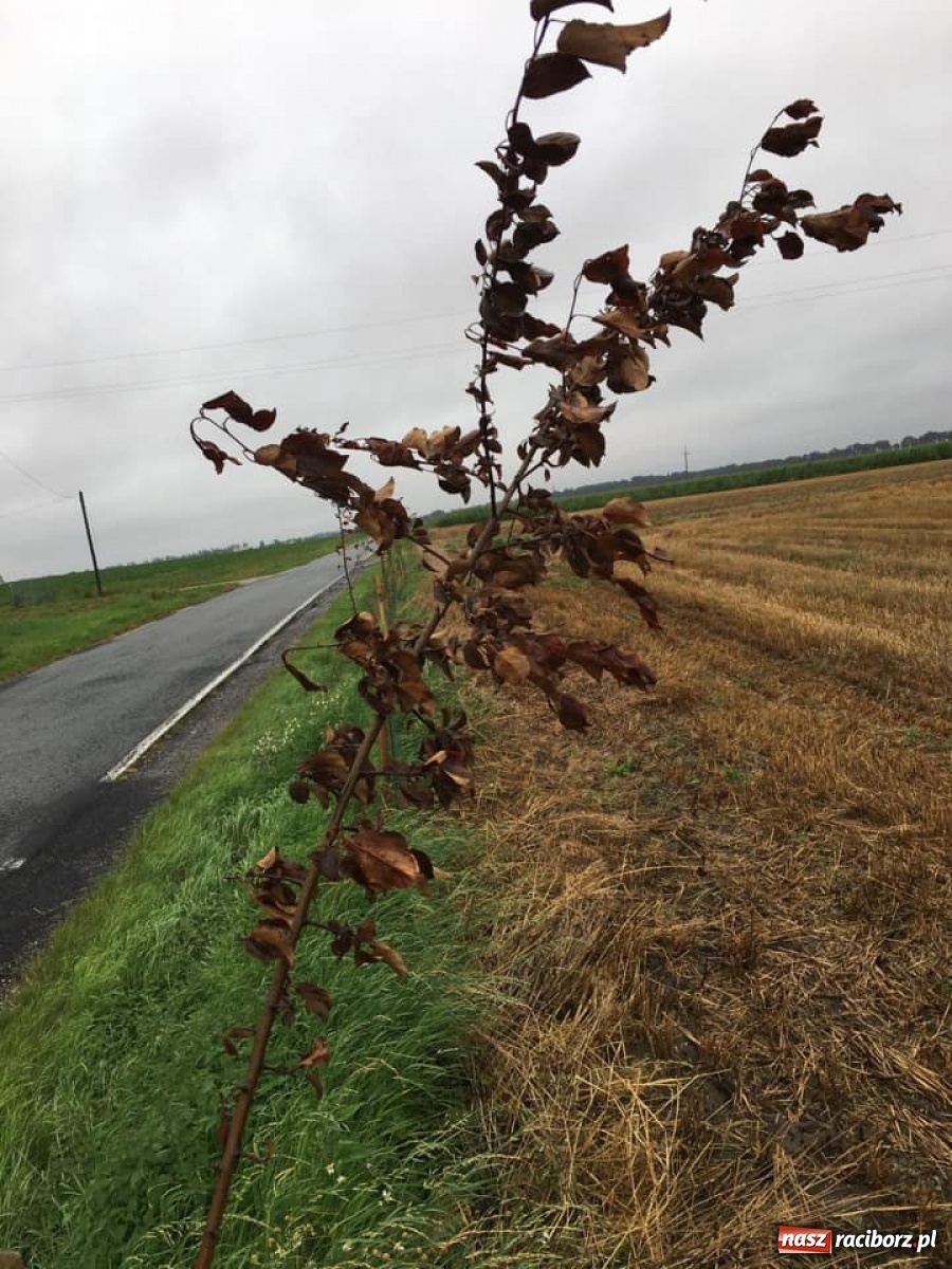 Zdjęcie w galerii na portalu naszraciborz.pl: Dewastacja pomiędzy Krowiarkami a Makowem. Starosta zgłosi sprawę policji  wiadomości z regionu