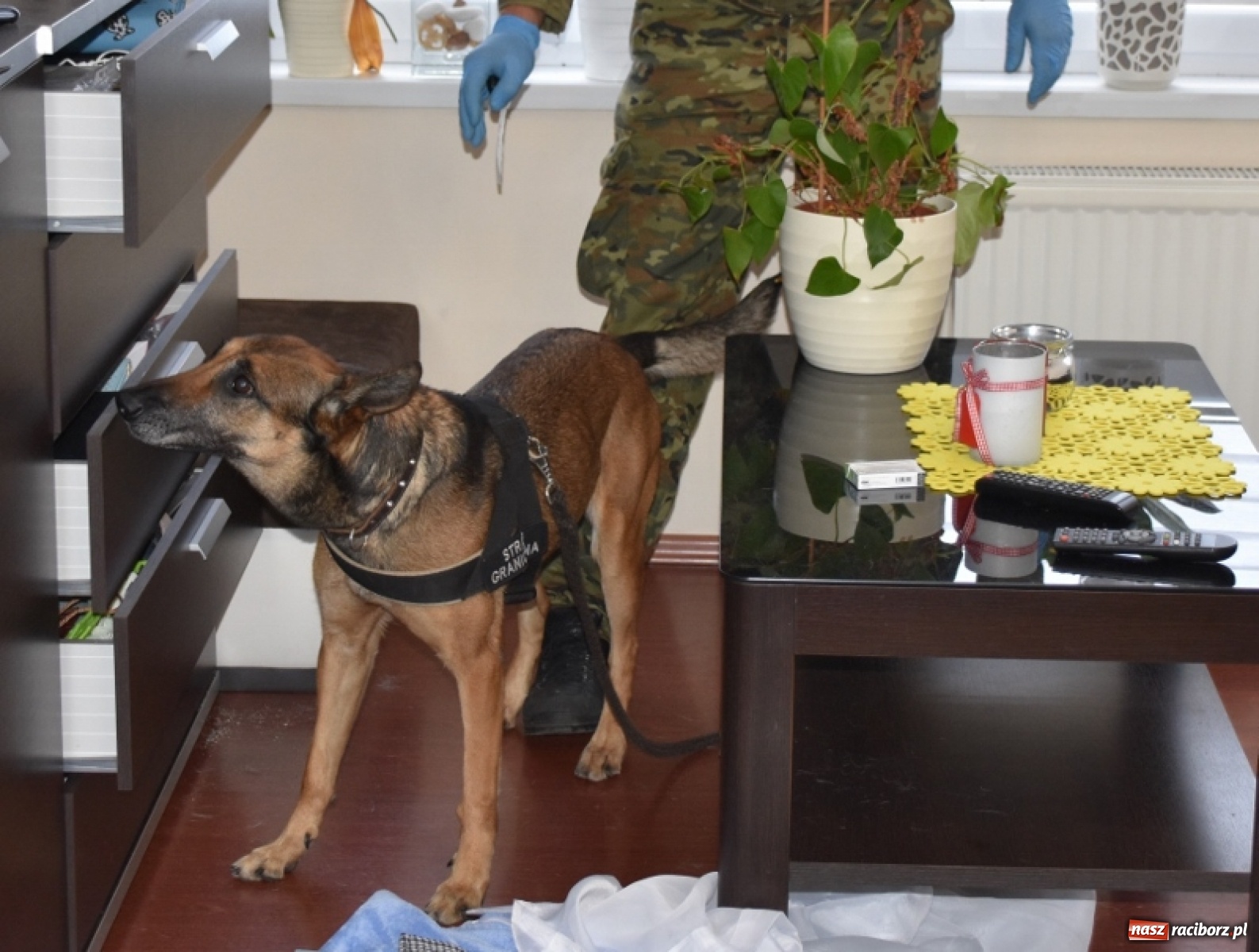 Zdjęcie w galerii na portalu naszraciborz.pl: Pogranicznicy z Raciborza uderzyli w nielegalny interes narkotykowy [FOTO] wiadomości z regionu