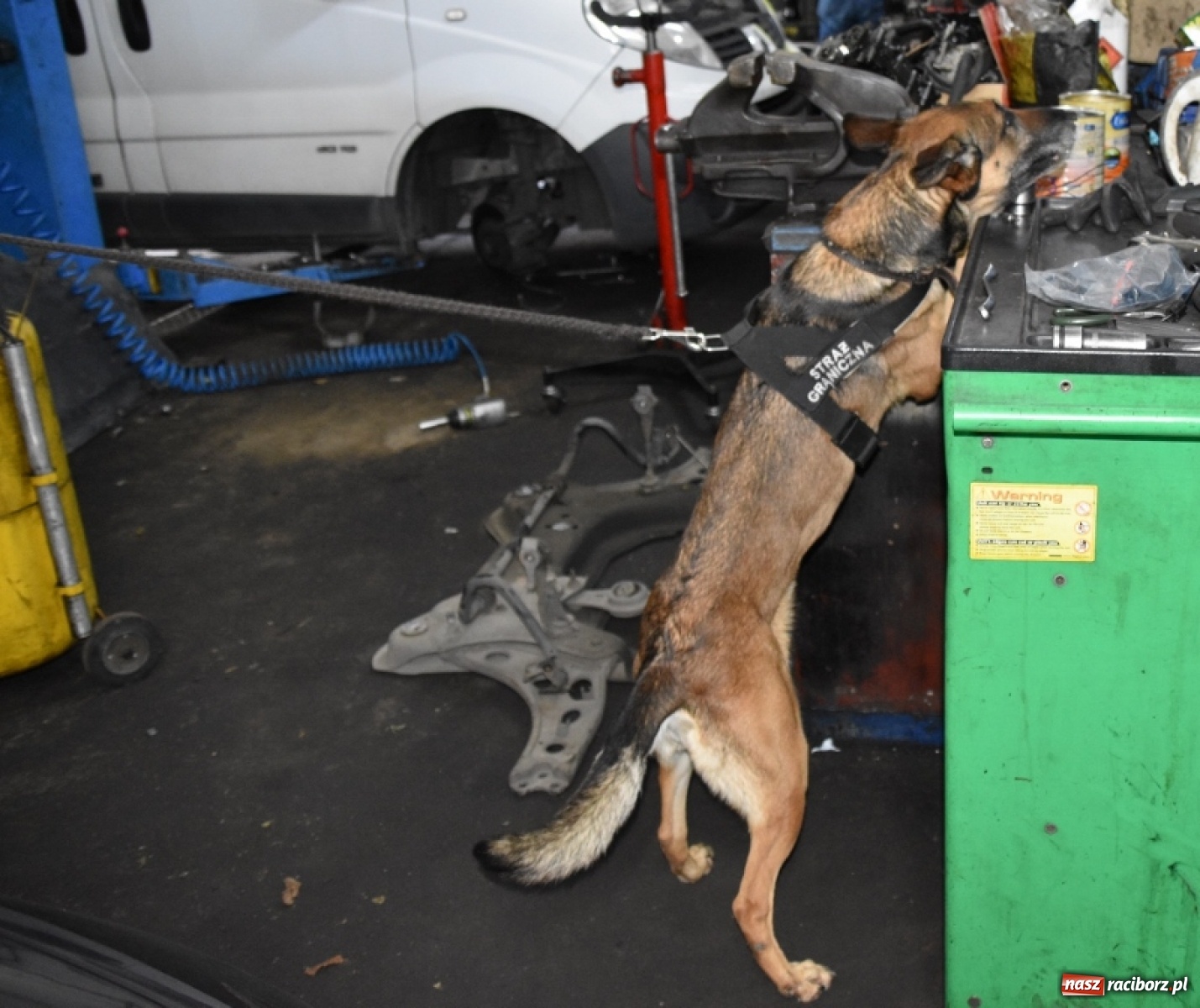 Zdjęcie w galerii na portalu naszraciborz.pl: Pogranicznicy z Raciborza uderzyli w nielegalny interes narkotykowy [FOTO] wiadomości z regionu