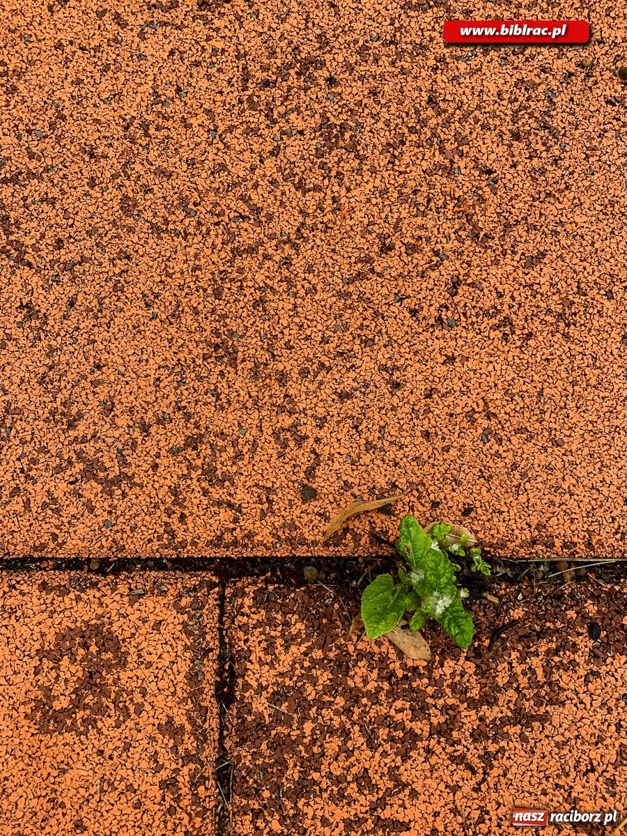 Zdjęcie w galerii na portalu naszraciborz.pl: Przygoda z fotografią w bibliotece w Ocicach  wiadomości z regionu