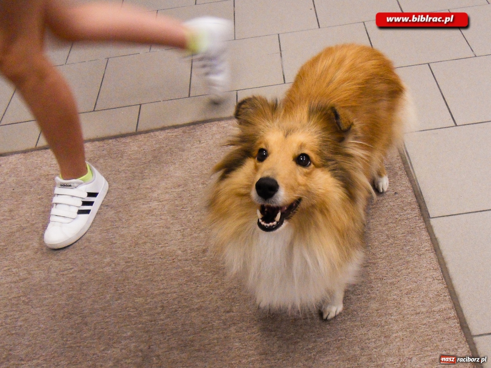 Zdjęcie w galerii na portalu naszraciborz.pl: Dogoterapia i afrykańska przygoda, czyli lato z biblioteką w Markowicach  wiadomości z regionu