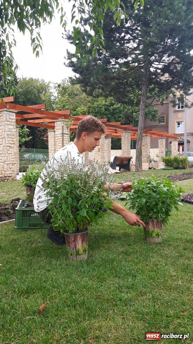 Zdjęcie w galerii na portalu naszraciborz.pl: Niezłe ziółko w ramach Lata w mieście 2020 wiadomości z regionu