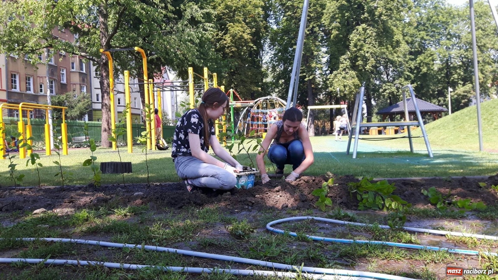 Zdjęcie w galerii na portalu naszraciborz.pl: Niezłe ziółko w ramach Lata w mieście 2020 wiadomości z regionu