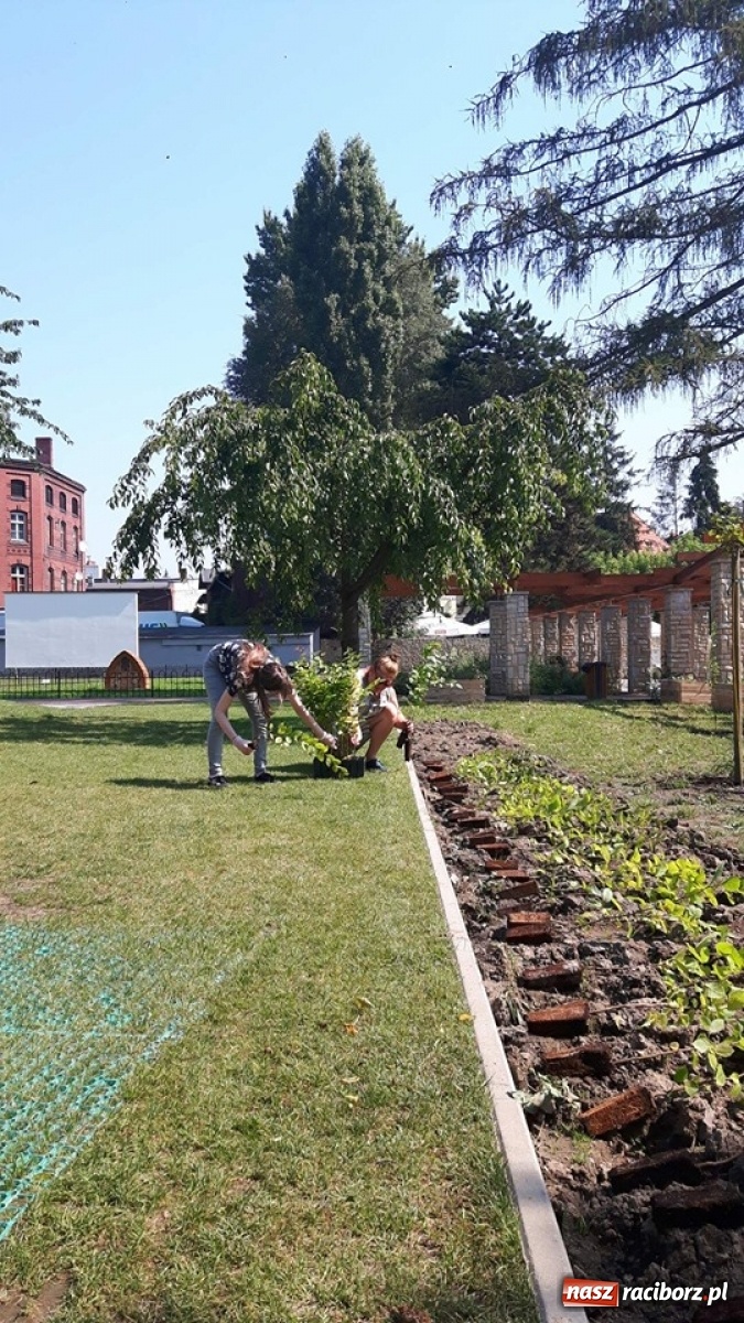 Zdjęcie w galerii na portalu naszraciborz.pl: Niezłe ziółko w ramach Lata w mieście 2020 wiadomości z regionu