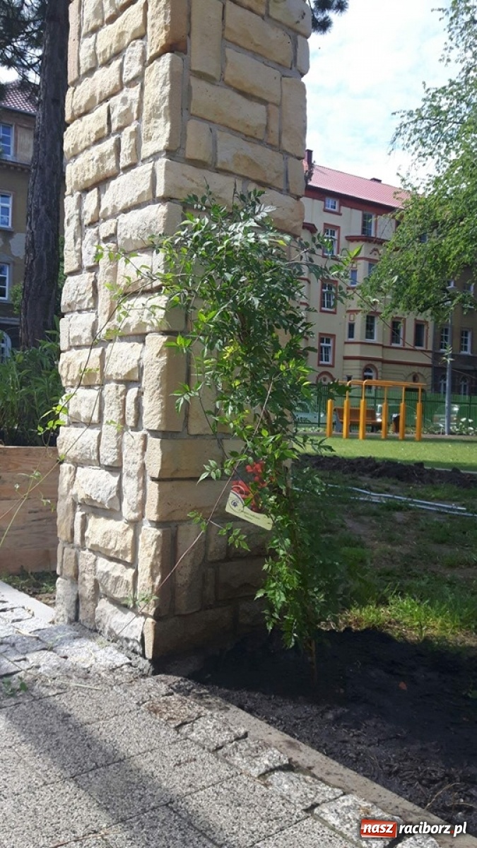 Zdjęcie w galerii na portalu naszraciborz.pl: Niezłe ziółko w ramach Lata w mieście 2020 wiadomości z regionu