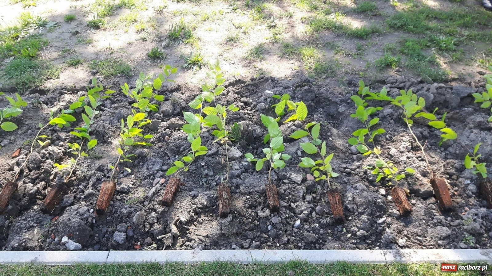 Zdjęcie w galerii na portalu naszraciborz.pl: Niezłe ziółko w ramach Lata w mieście 2020 wiadomości z regionu