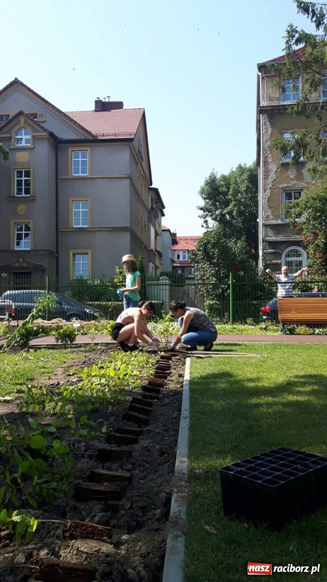 Zdjęcie w galerii na portalu naszraciborz.pl: Niezłe ziółko w ramach Lata w mieście 2020 wiadomości z regionu