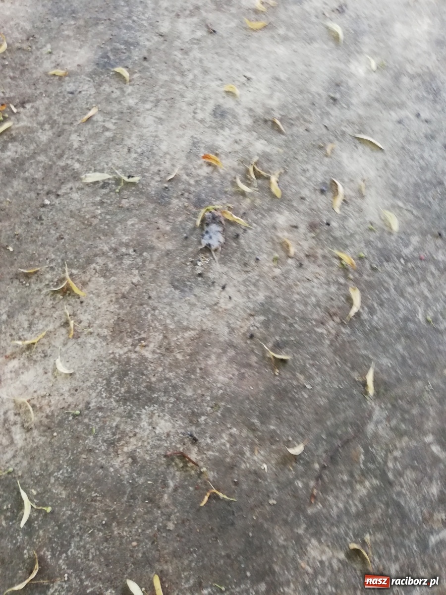 Zdjęcie w galerii na portalu naszraciborz.pl: Plac spisany na straty, martwy szczur i odpowiedź urzędu [FOTO] wiadomości z regionu
