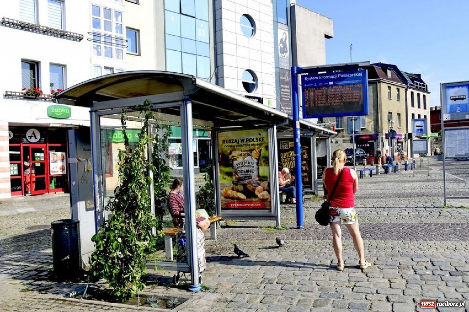 Zdjęcie w galerii na portalu naszraciborz.pl: Ciekawy rybnicki pomysł na zieleń miejską [FOTO] wiadomości z regionu