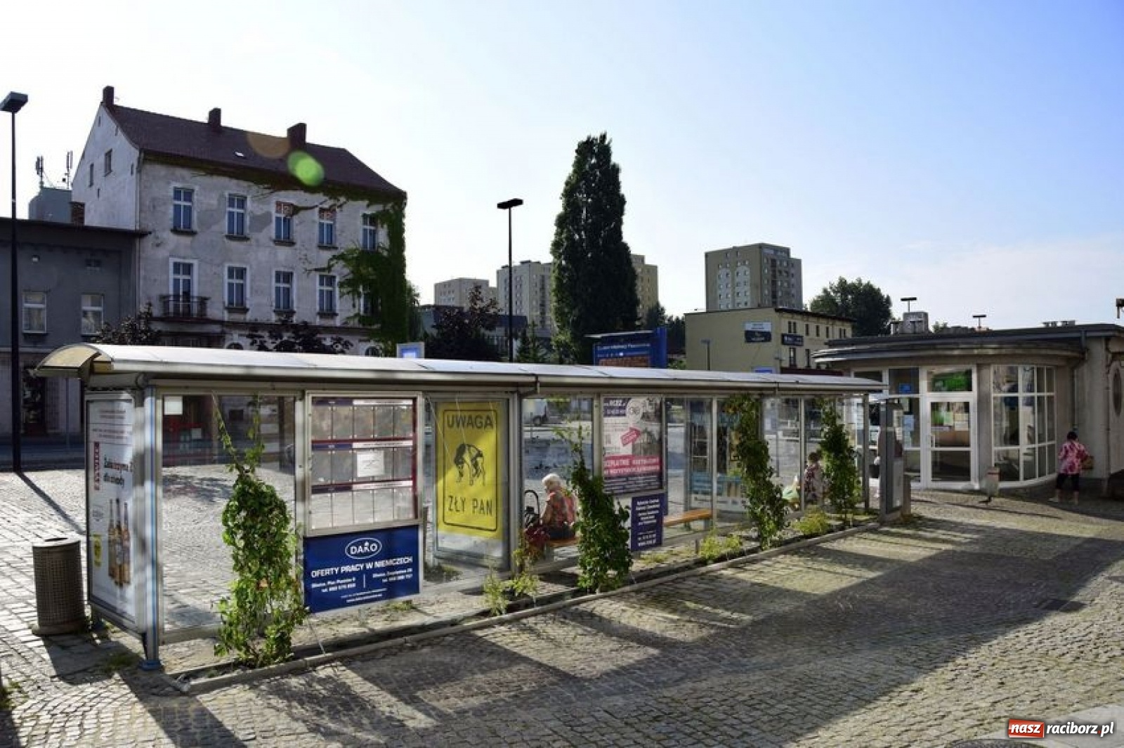 Zdjęcie w galerii na portalu naszraciborz.pl: Ciekawy rybnicki pomysł na zieleń miejską [FOTO] wiadomości z regionu
