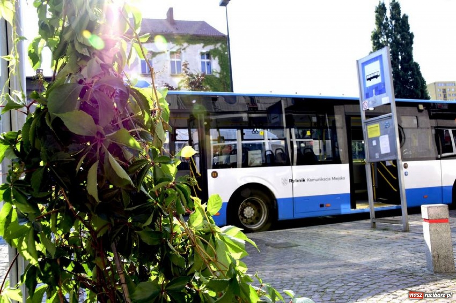 Zdjęcie w galerii na portalu naszraciborz.pl: Ciekawy rybnicki pomysł na zieleń miejską [FOTO] wiadomości z regionu