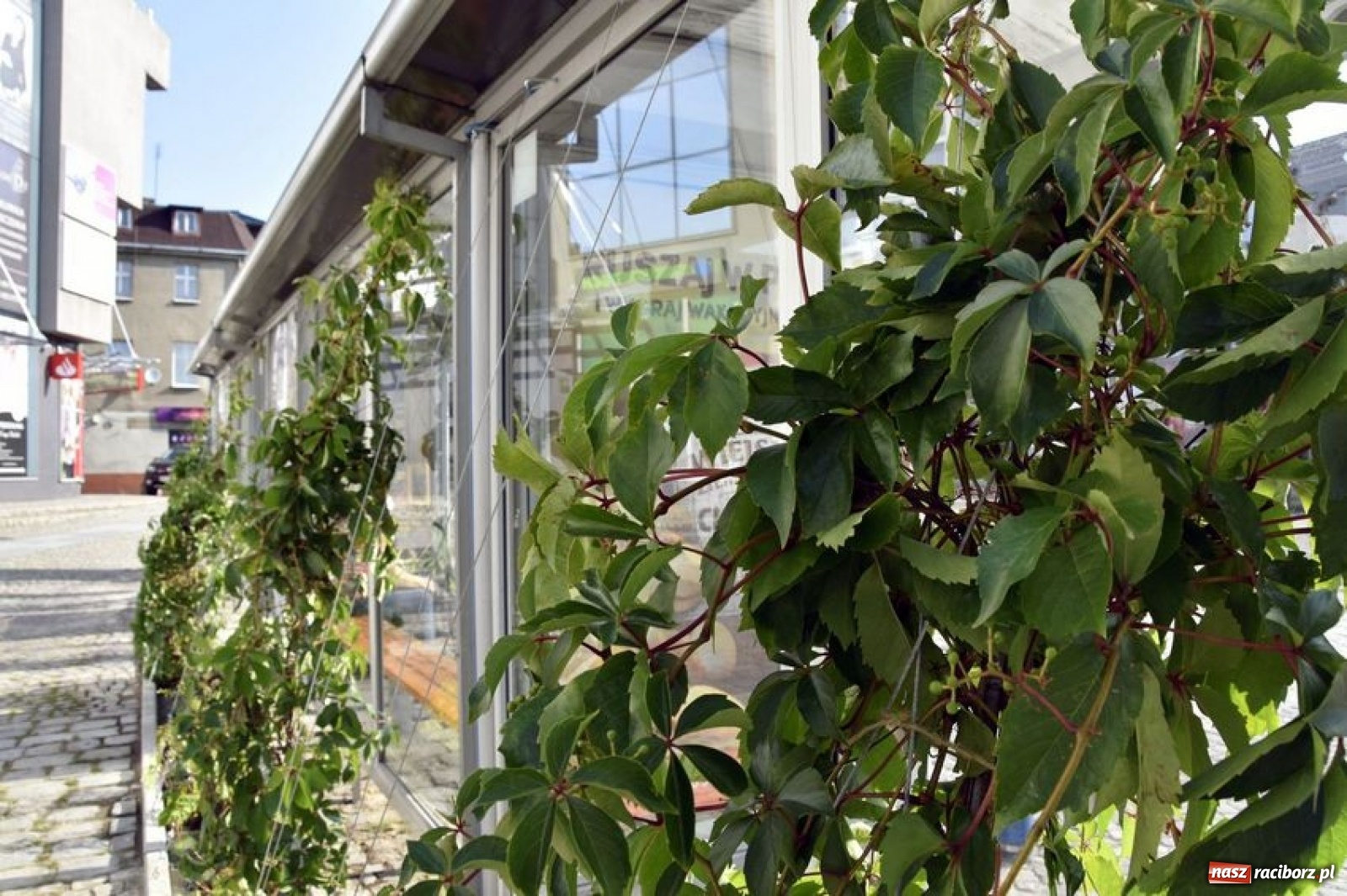 Zdjęcie w galerii na portalu naszraciborz.pl: Ciekawy rybnicki pomysł na zieleń miejską [FOTO] wiadomości z regionu