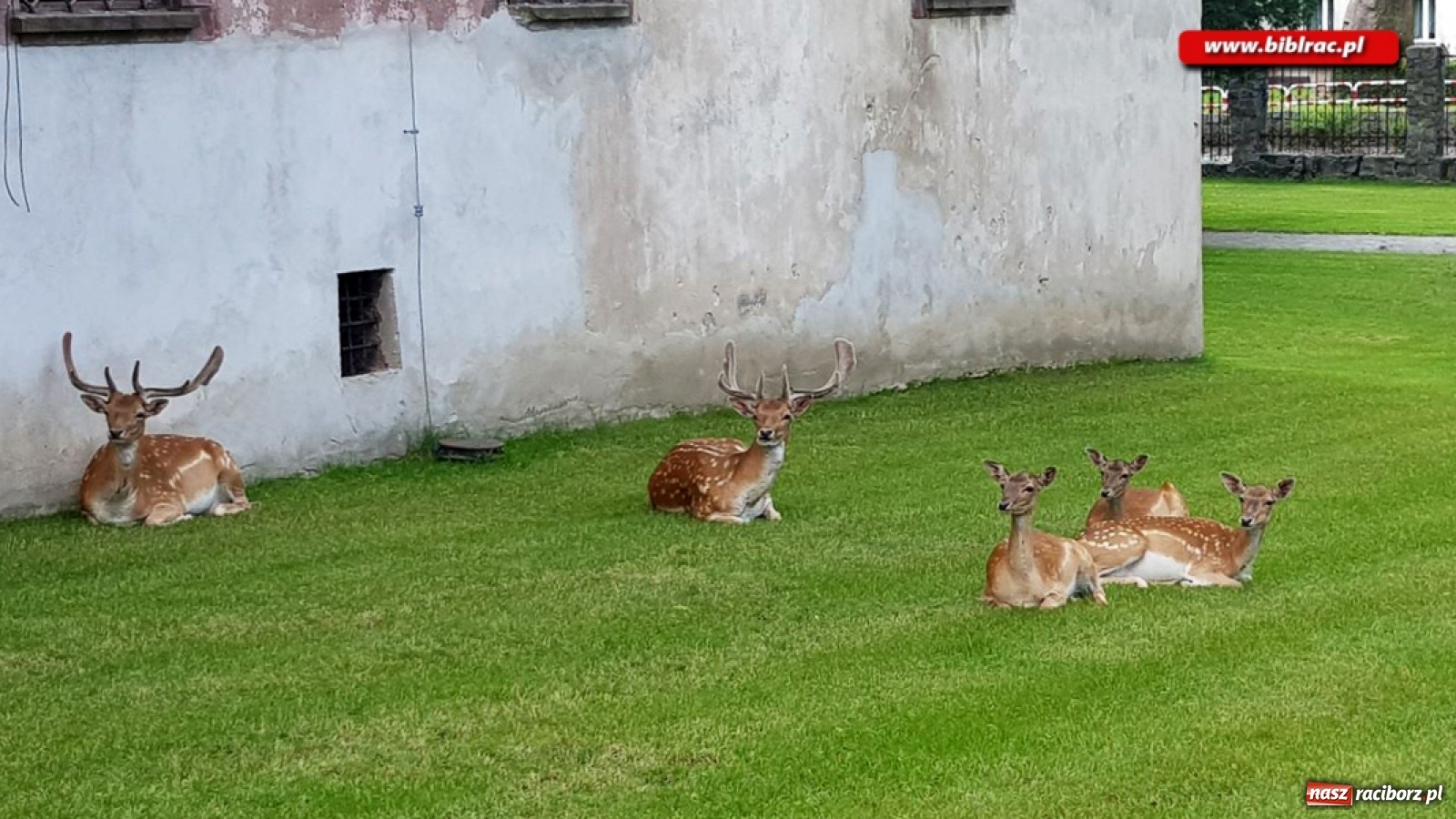 Zdjęcie w galerii na portalu naszraciborz.pl: Tajemnice zamku w Niemodlinie wiadomości z regionu