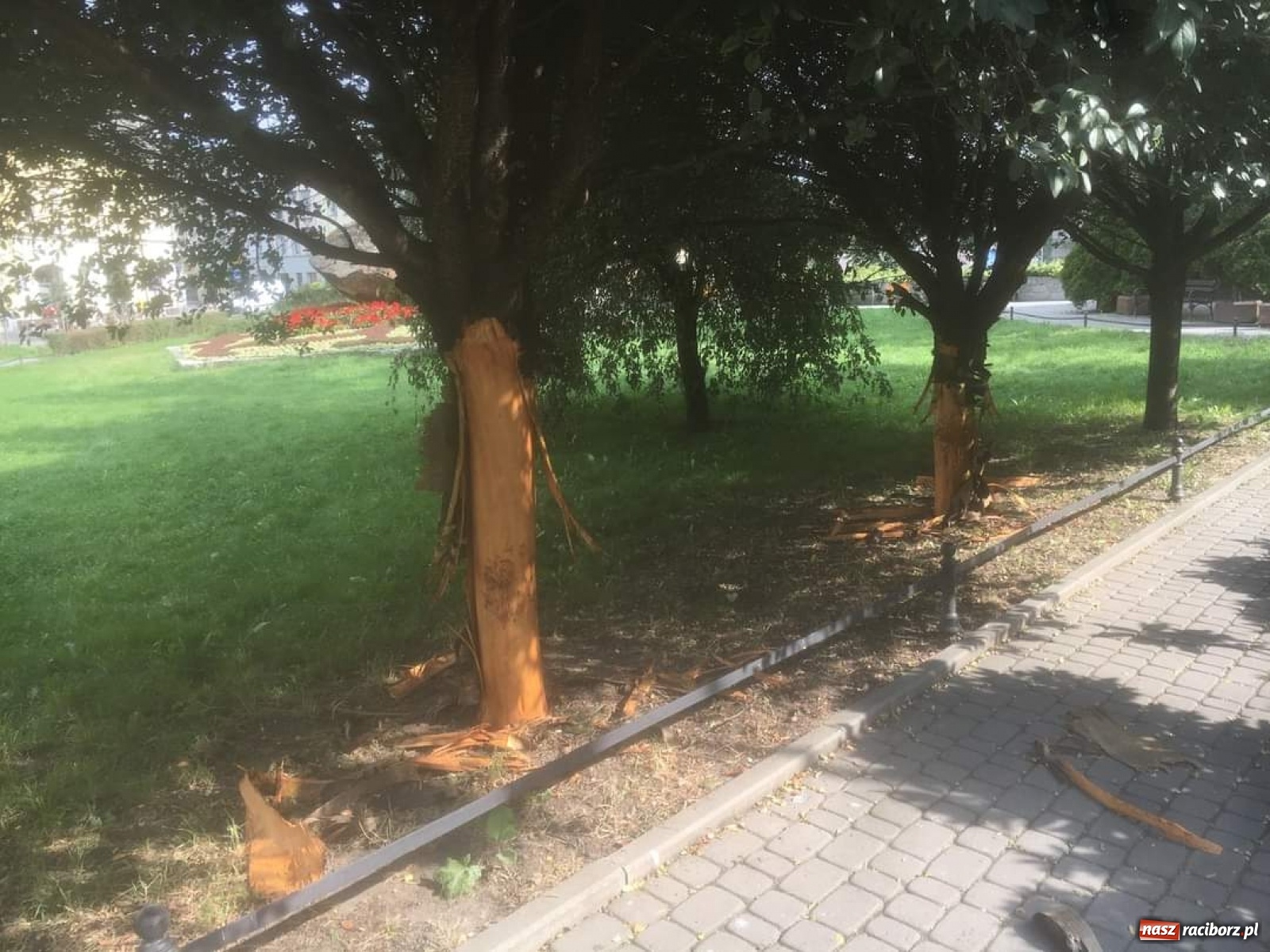 Zdjęcie w galerii na portalu naszraciborz.pl: Nieznany sprawca okaleczył drzewa na pl. Wolności  wiadomości z regionu
