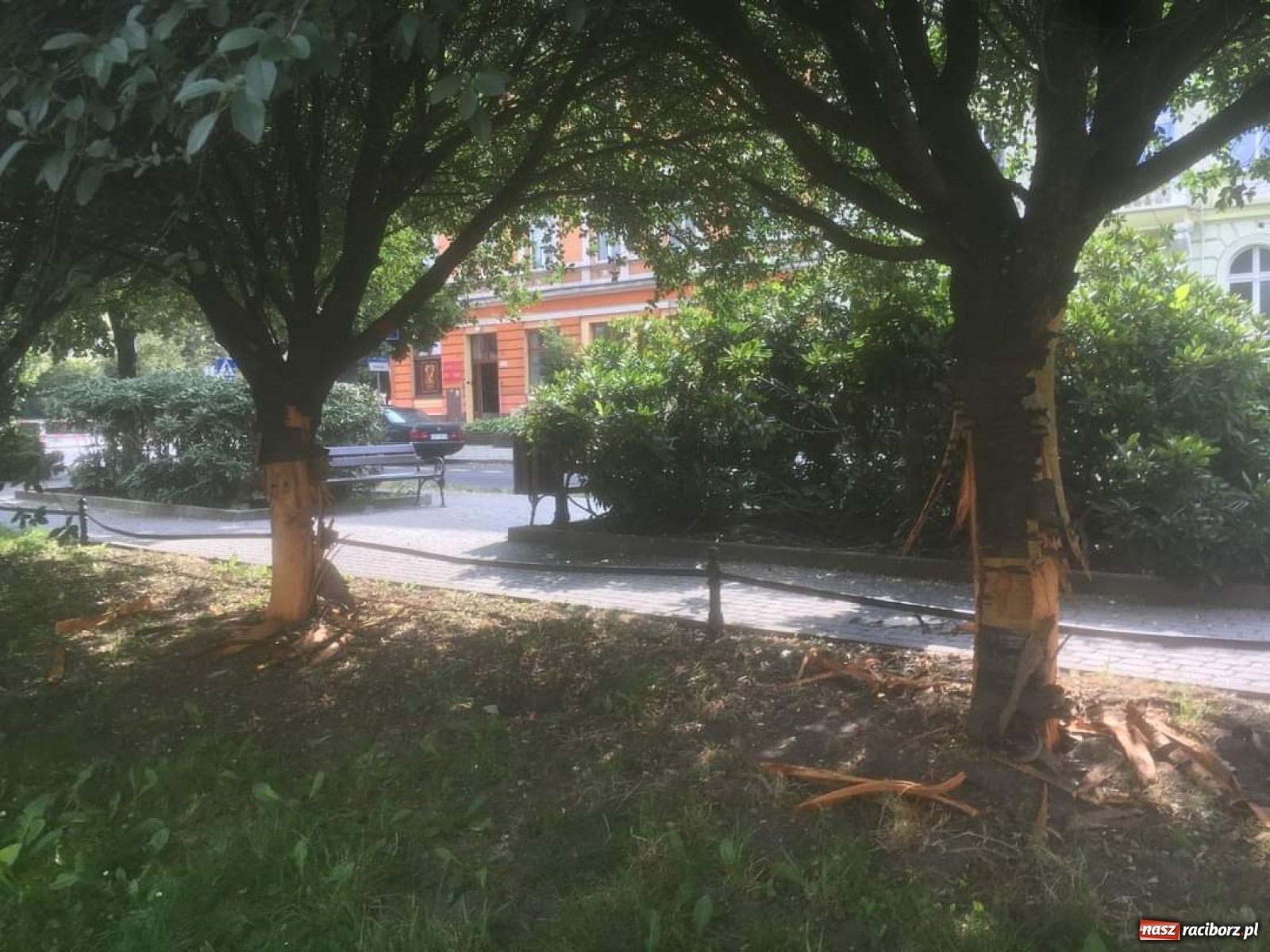 Zdjęcie w galerii na portalu naszraciborz.pl: Nieznany sprawca okaleczył drzewa na pl. Wolności  wiadomości z regionu