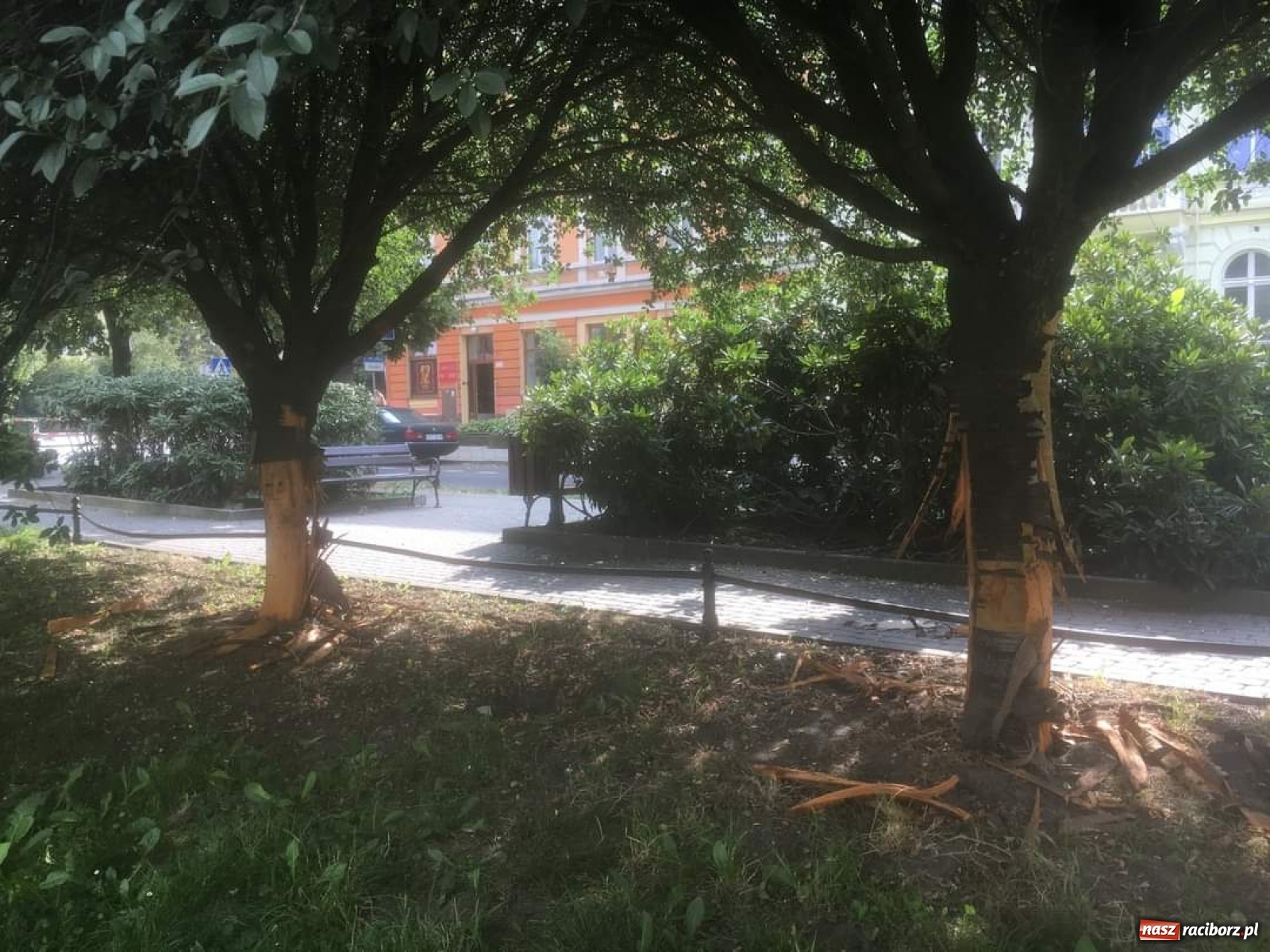 Zdjęcie w galerii na portalu naszraciborz.pl: Nieznany sprawca okaleczył drzewa na pl. Wolności  wiadomości z regionu