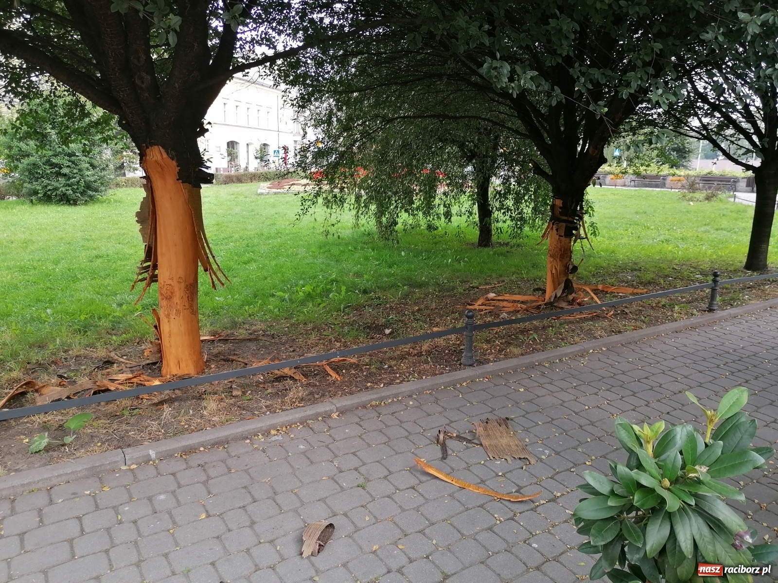 Zdjęcie w galerii na portalu naszraciborz.pl: Nieznany sprawca okaleczył drzewa na pl. Wolności  wiadomości z regionu