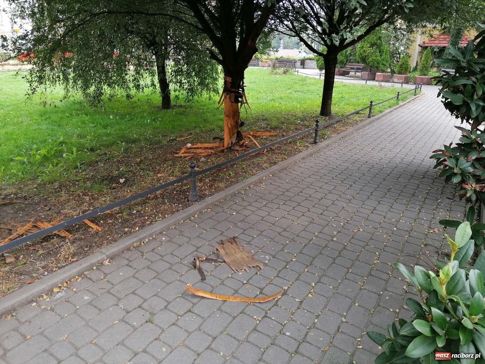 Zdjęcie w galerii na portalu naszraciborz.pl: Nieznany sprawca okaleczył drzewa na pl. Wolności  wiadomości z regionu