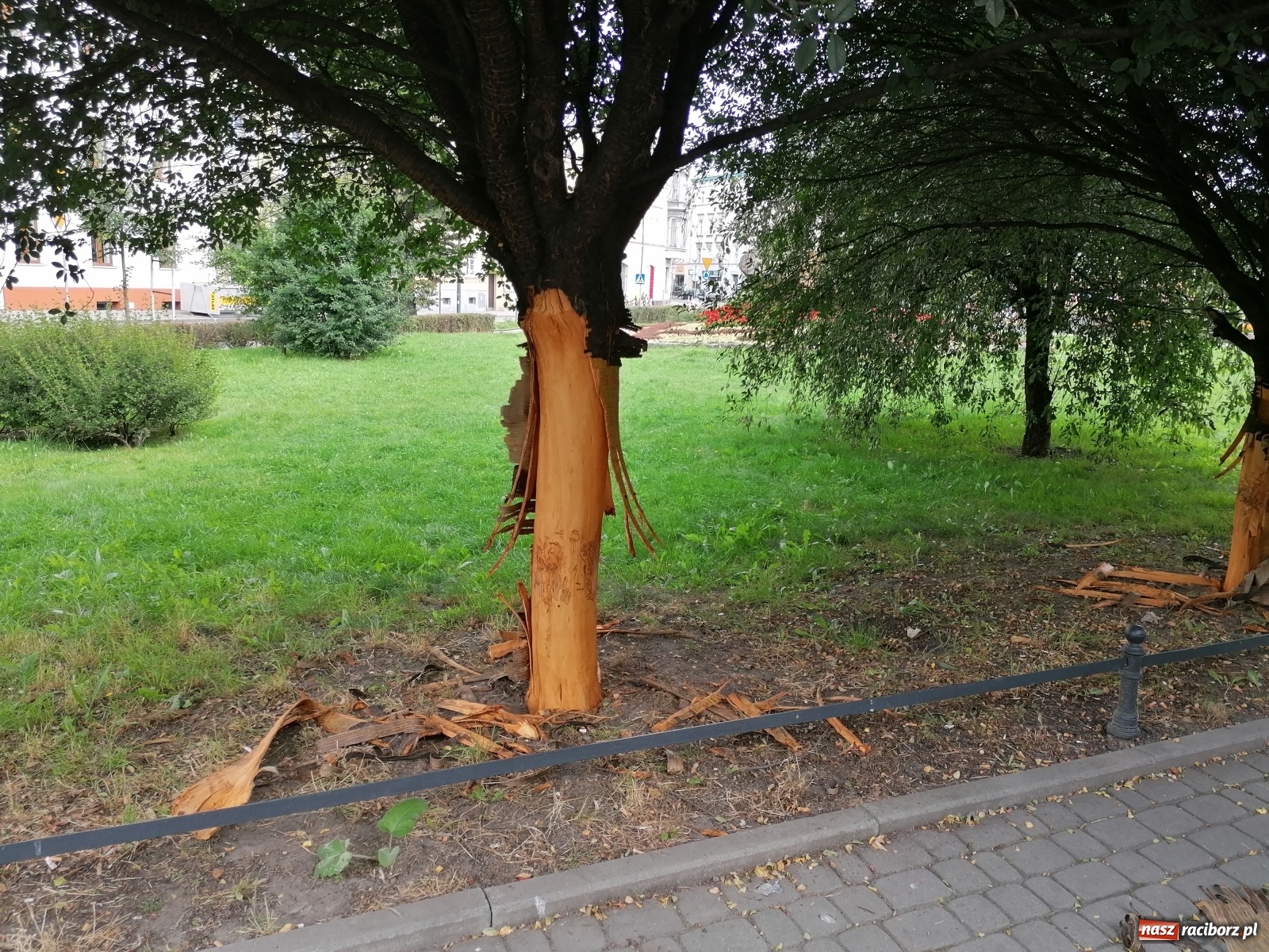 Zdjęcie w galerii na portalu naszraciborz.pl: Nieznany sprawca okaleczył drzewa na pl. Wolności  wiadomości z regionu