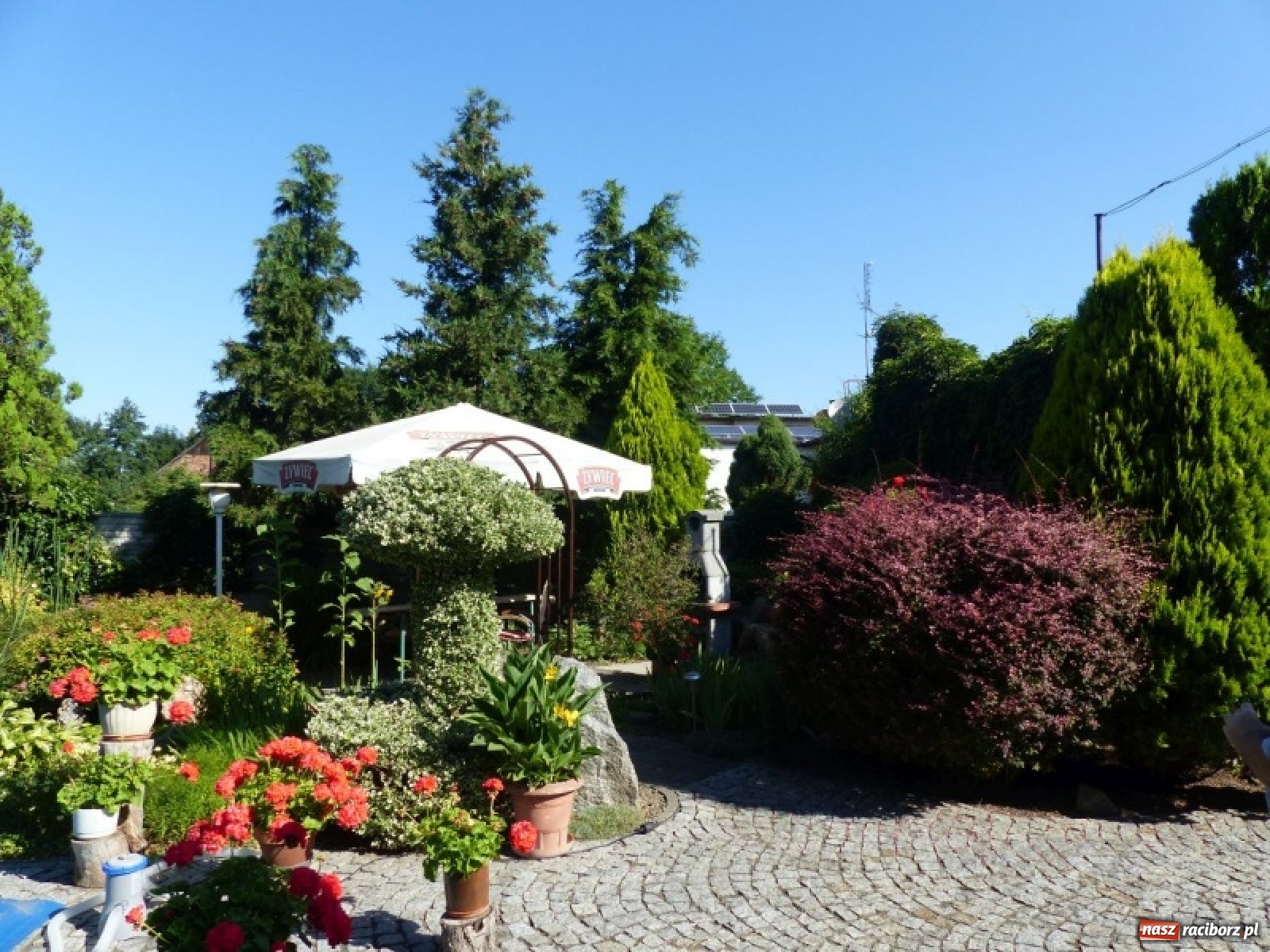 Zdjęcie w galerii na portalu naszraciborz.pl: Wybrano najładniejszy przydomowy ogródek sołectwa Moravia wiadomości z regionu