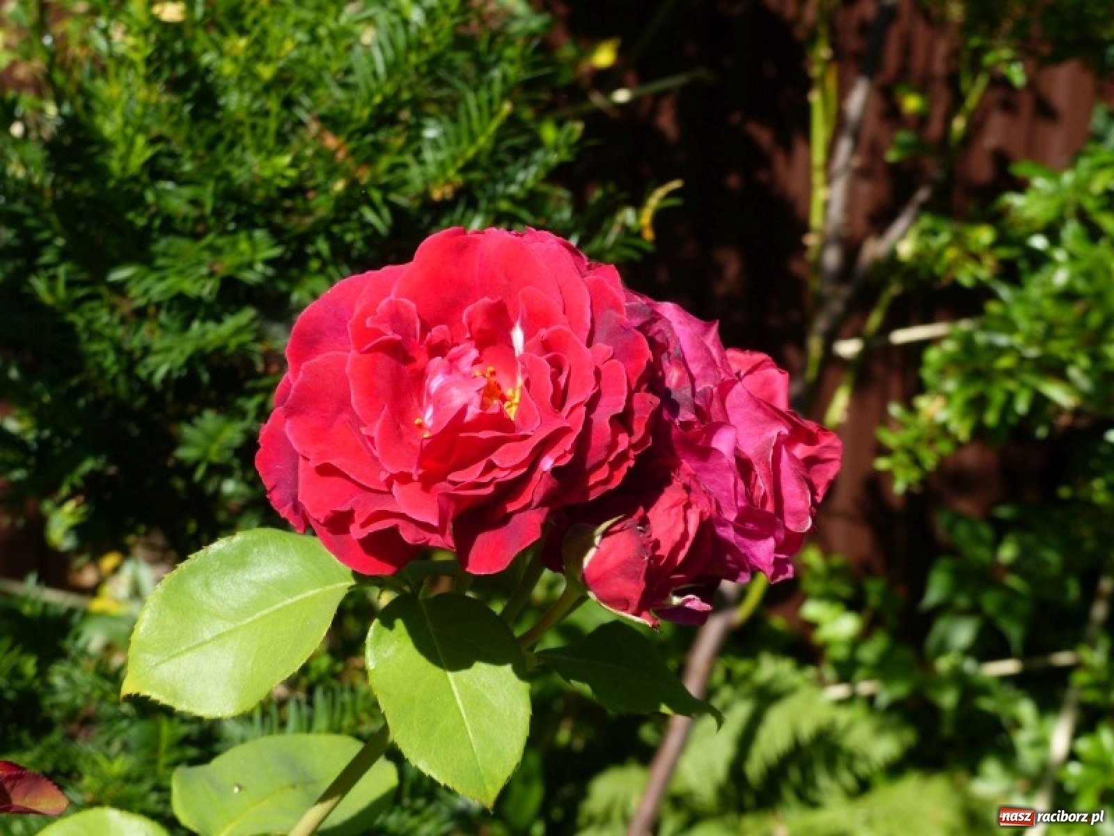 Zdjęcie w galerii na portalu naszraciborz.pl: Wybrano najładniejszy przydomowy ogródek sołectwa Moravia wiadomości z regionu