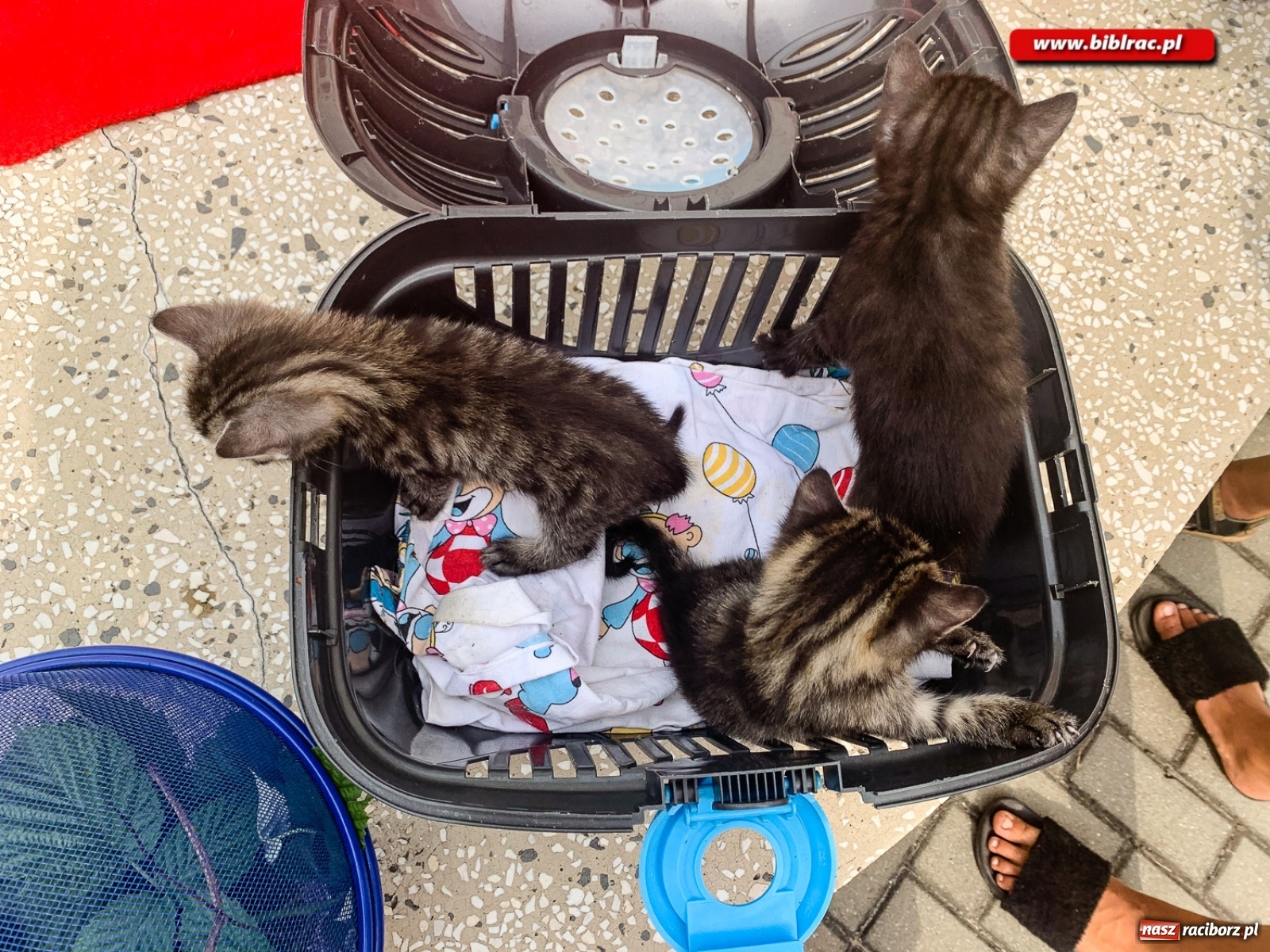 Zdjęcie w galerii na portalu naszraciborz.pl: Czego boi się tchórzofretka, czyli zooterapia w ocickiej bibliotece wiadomości z regionu