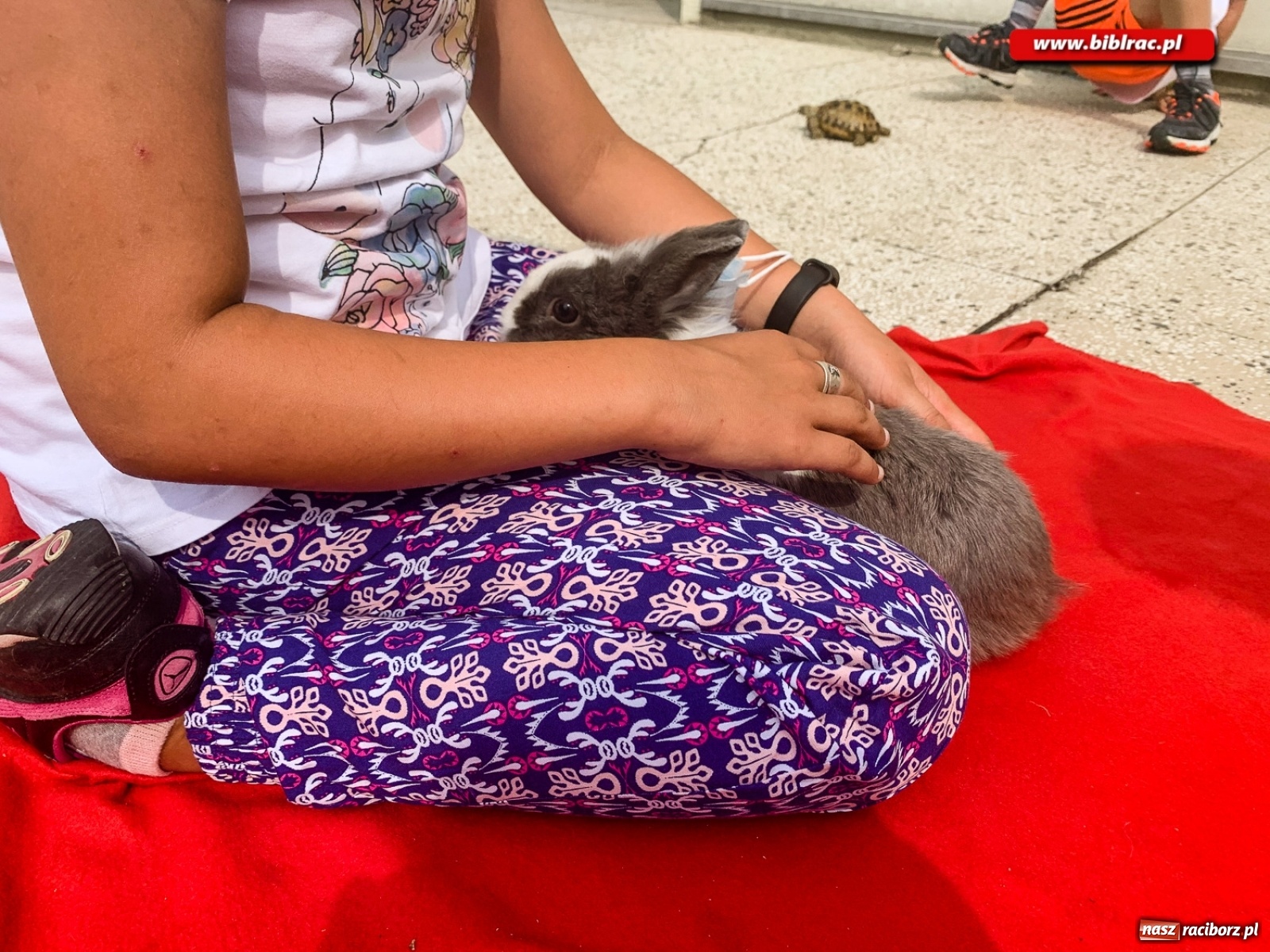 Zdjęcie w galerii na portalu naszraciborz.pl: Czego boi się tchórzofretka, czyli zooterapia w ocickiej bibliotece wiadomości z regionu