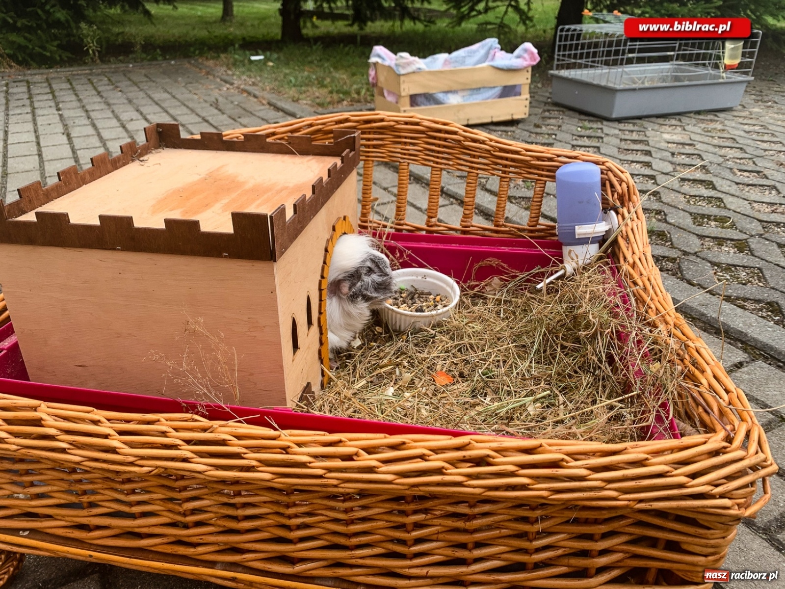 Zdjęcie w galerii na portalu naszraciborz.pl: Czego boi się tchórzofretka, czyli zooterapia w ocickiej bibliotece wiadomości z regionu