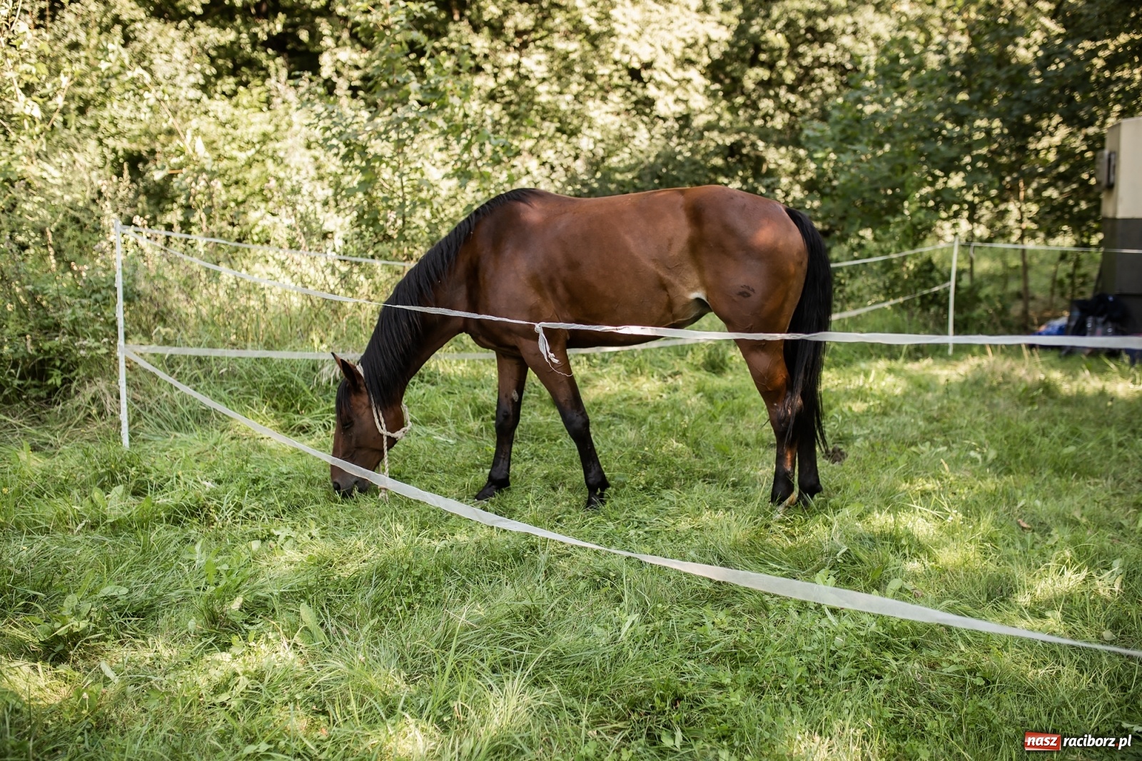 Zdjęcie w galerii na portalu naszraciborz.pl: Ruszył Piknik Na Grodzie z historią w tle [FOTO i WIDEO] wiadomości z regionu