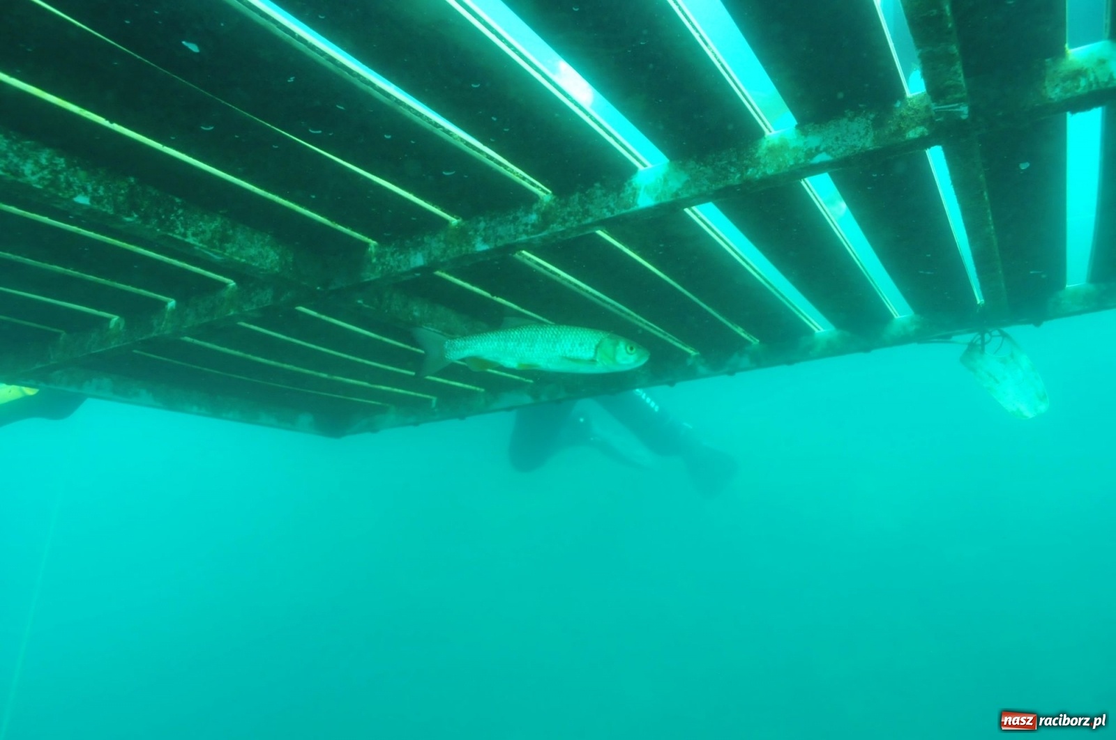 Zdjęcie w galerii na portalu naszraciborz.pl: Raciborzanie nurkowali w Jaworznie [FOTO]  wiadomości z regionu