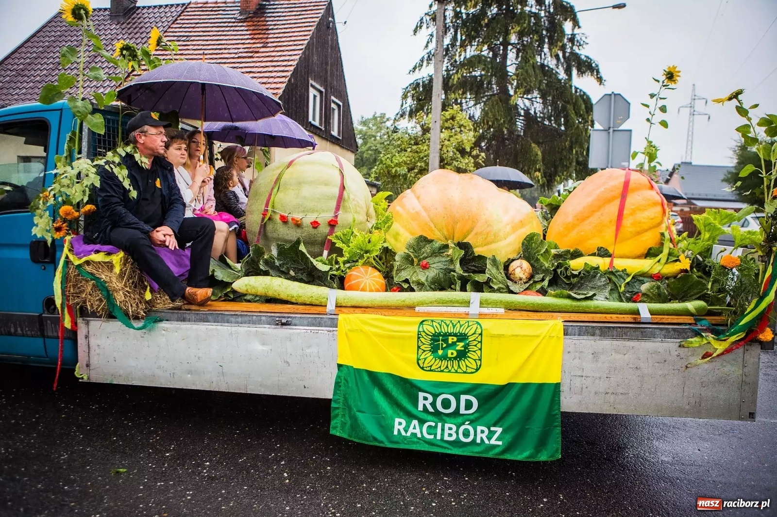 Zdjęcie w galerii na portalu naszraciborz.pl: Raciborski hodowca warzyw gigantów w TVP  wiadomości z regionu