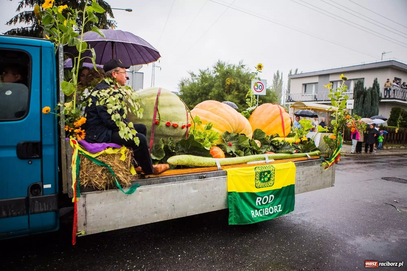 Zdjęcie w galerii na portalu naszraciborz.pl: Raciborski hodowca warzyw gigantów w TVP  wiadomości z regionu