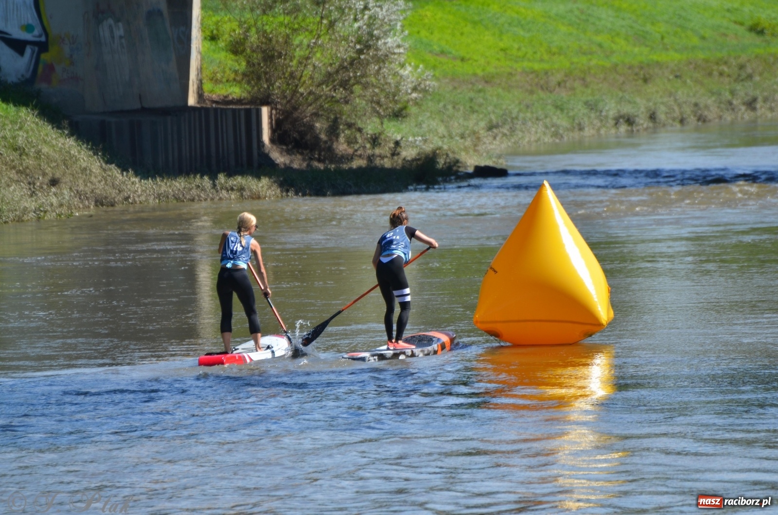 Zdjęcie w galerii na portalu naszraciborz.pl: ODRA SUP CUP - regaty na desce w Raciborzu  wiadomości z regionu