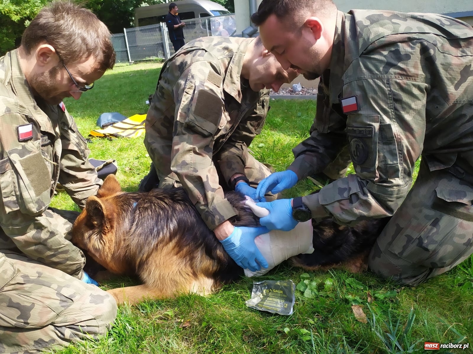 Zdjęcie w galerii na portalu naszraciborz.pl: Śląscy terytorialsi uczą się jak pomagać psim żołnierzom wiadomości z regionu