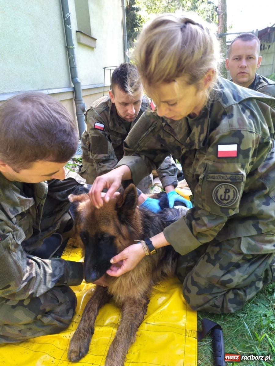 Zdjęcie w galerii na portalu naszraciborz.pl: Śląscy terytorialsi uczą się jak pomagać psim żołnierzom wiadomości z regionu